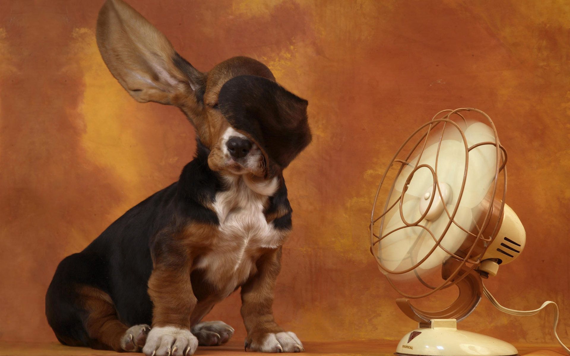 animals, dog, ears, heat, wind, fan
