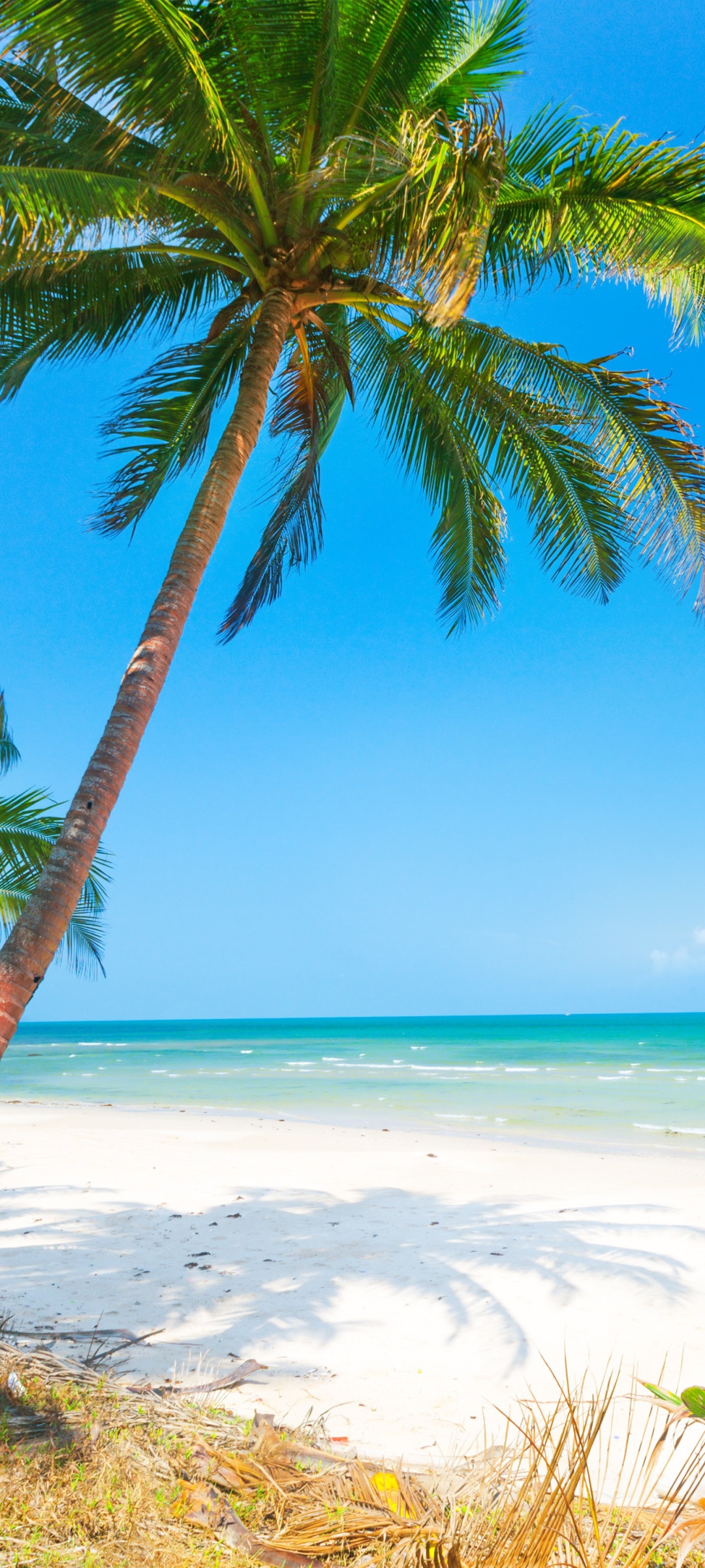 Скачать картинку Пляж, Пальмы, Горизонт, Пальма, Земля/природа в телефон бесплатно.