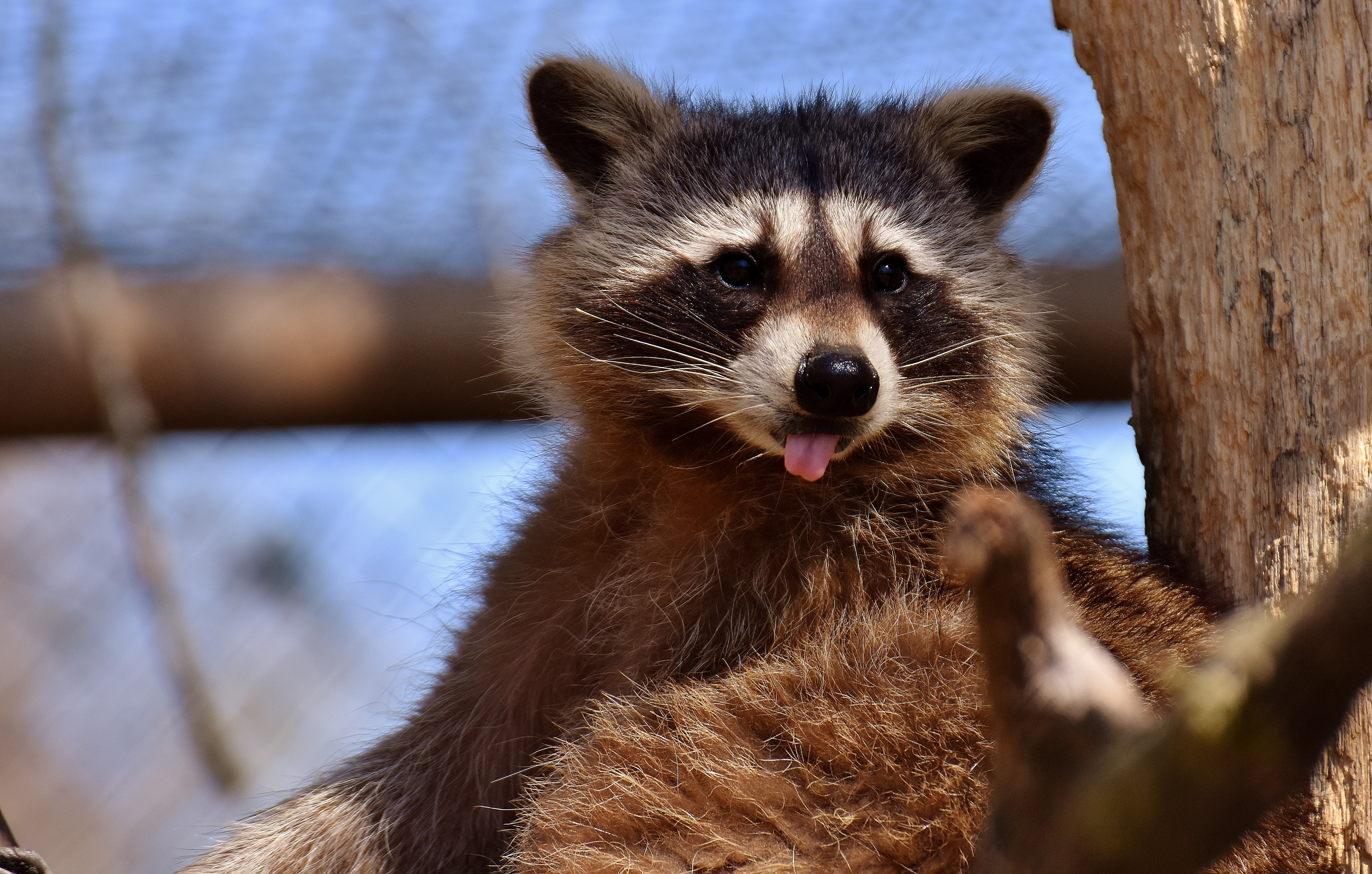 raccoon, animals, muzzle, protruding tongue, tongue stuck out QHD
