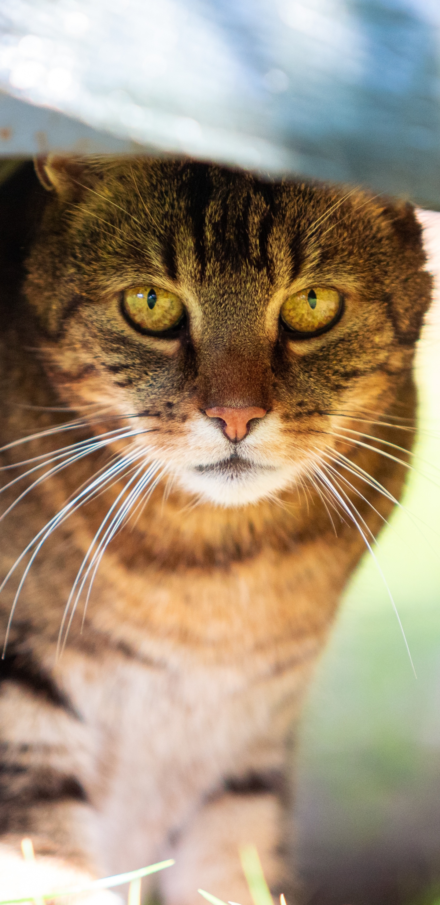 Baixar papel de parede para celular de Animais, Gatos, Gato gratuito.