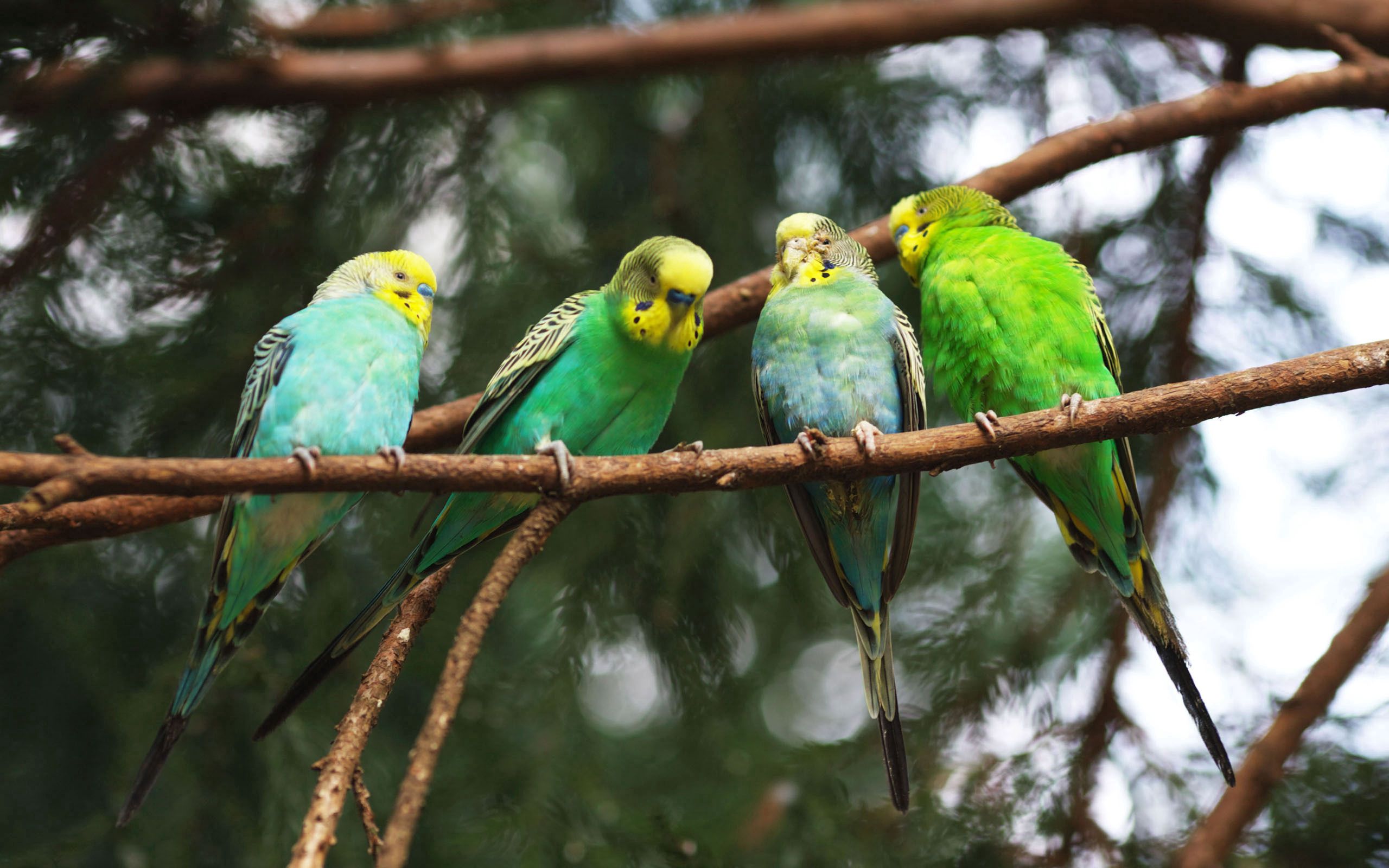 animals, birds, parrots, branches, knot