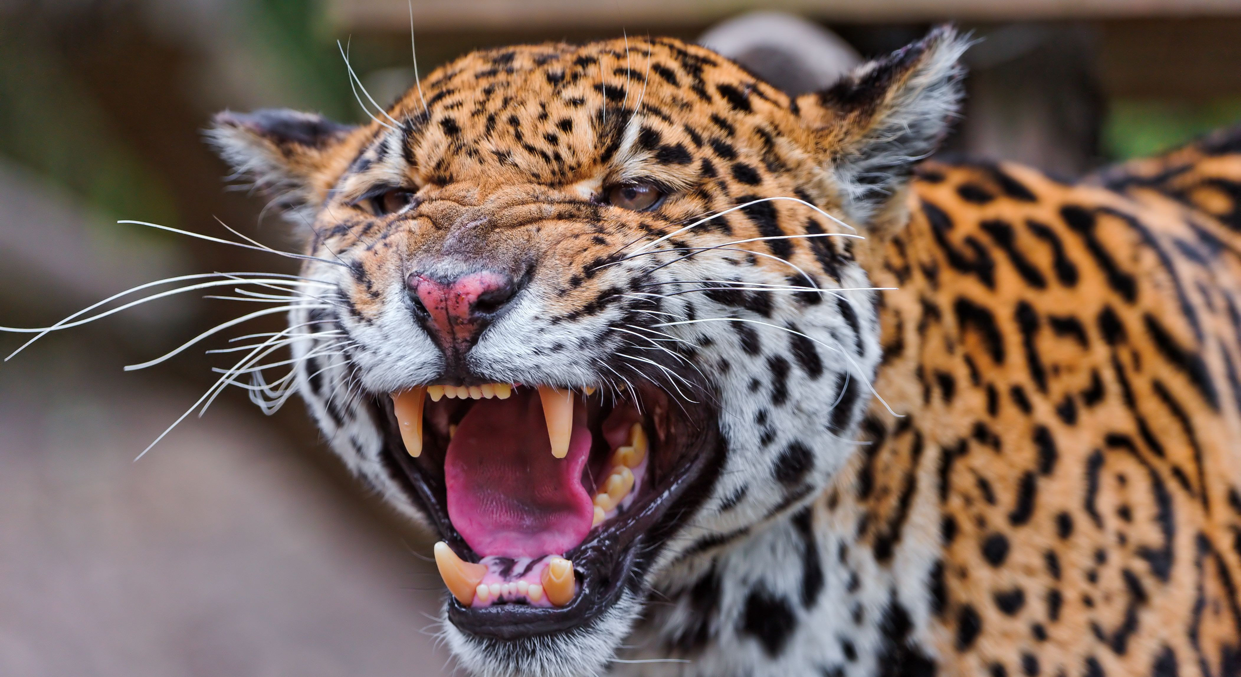 PC Wallpapers animal, jaguar, cats