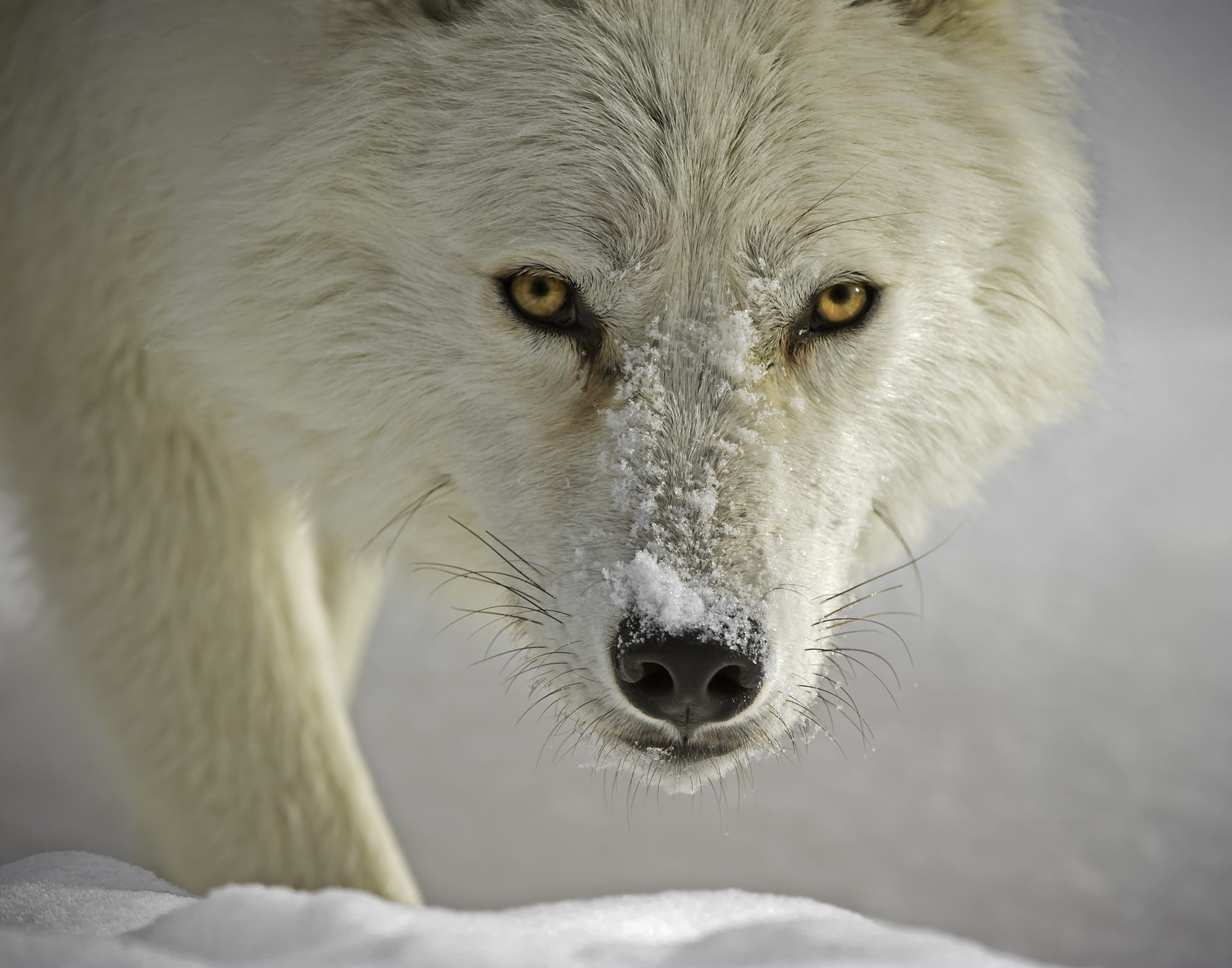 animal, arctic wolf, snow, white wolf, winter, wolf