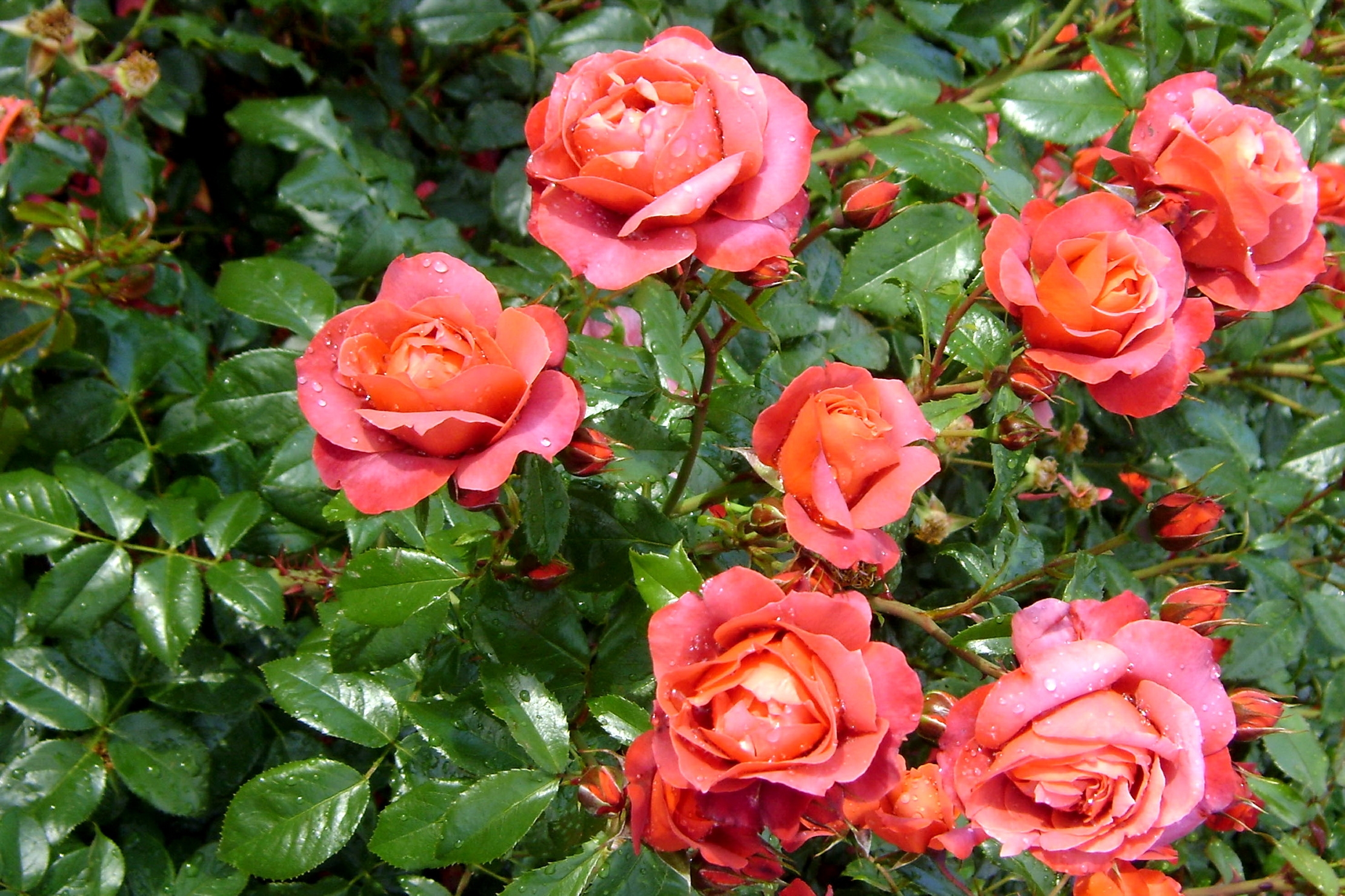 85754 скачать картинку розы, зелень, капли, цветы, свежесть, куст - обои и заставки бесплатно