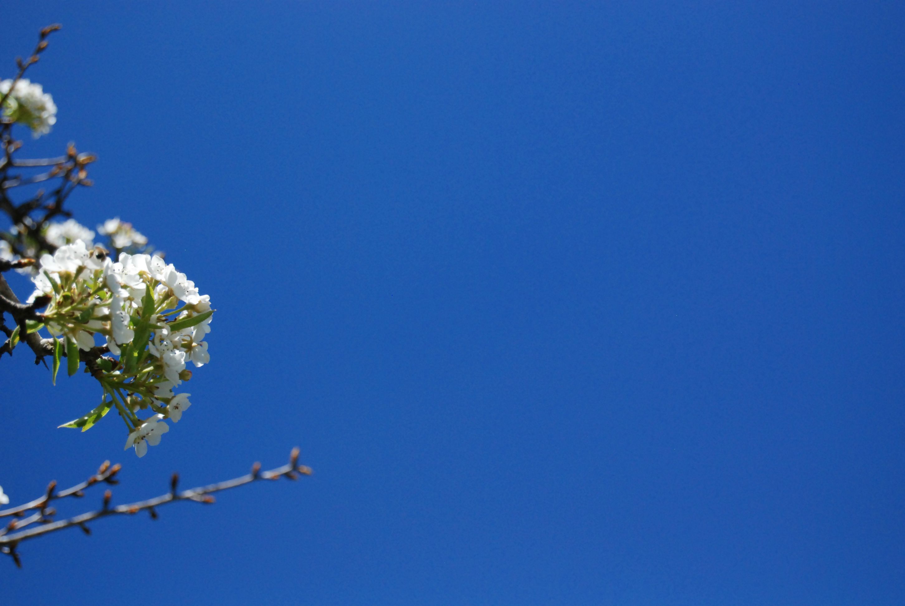 Baixe gratuitamente a imagem Flores, Floração, Terra/natureza na área de trabalho do seu PC