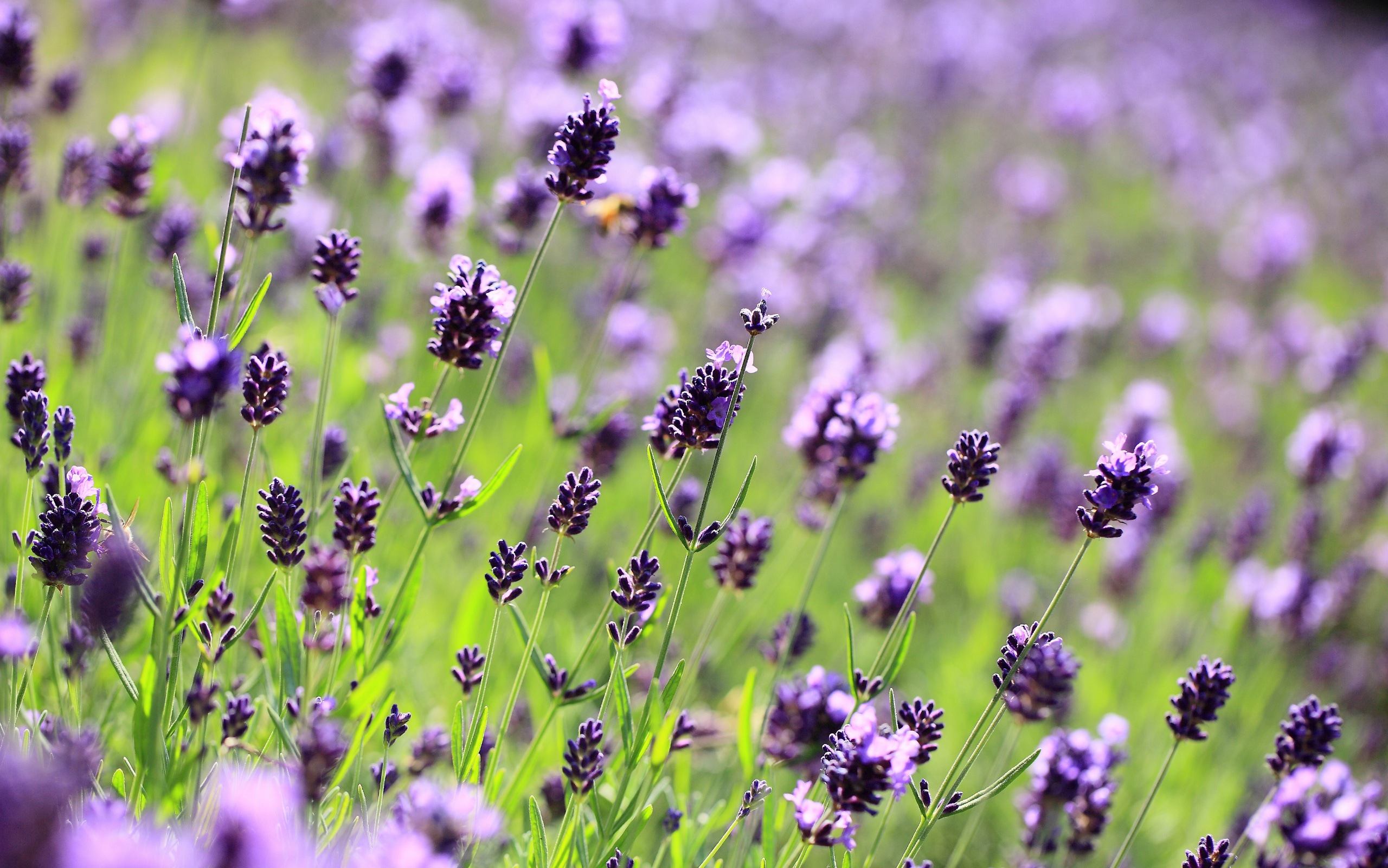 Download mobile wallpaper Lavender, Flowers, Flower, Earth for free.