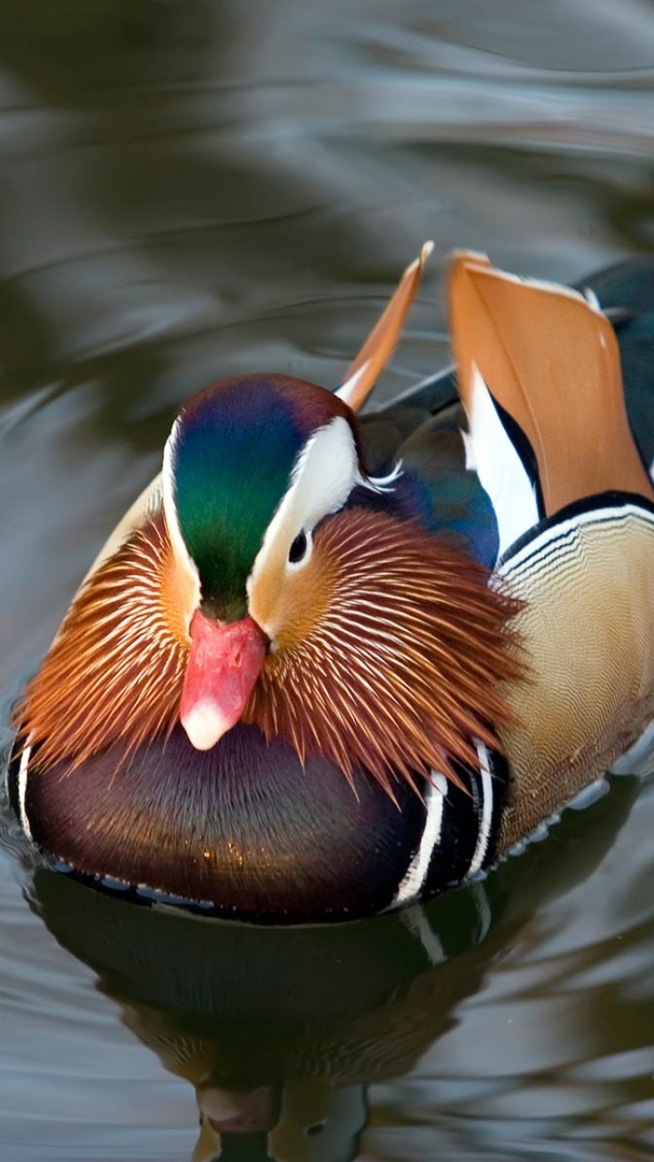 Download mobile wallpaper Birds, Animal, Duck, Mandarin Duck for free.