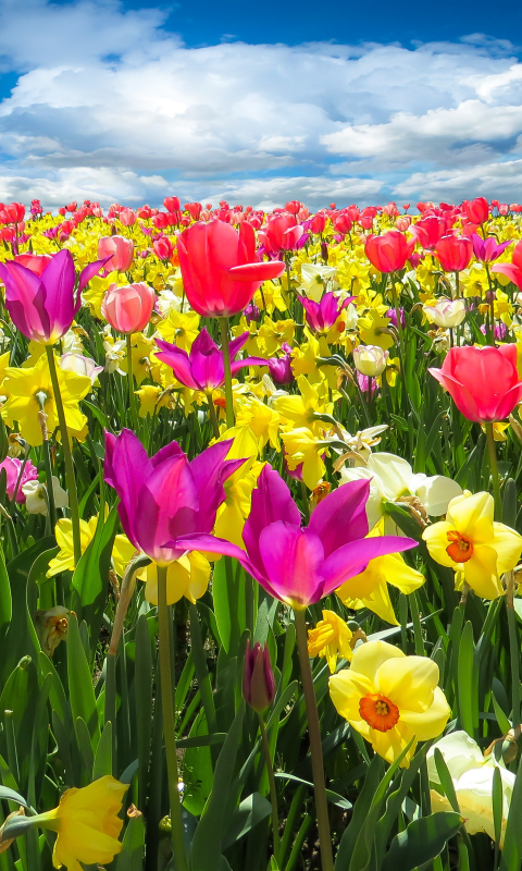 無料モバイル壁紙フラワーズ, チューリップ, 水仙, 閉じる, 地球, 色, カラフル, 春, 黄色い花, 分野, ピンクの花, 紫色の花をダウンロードします。