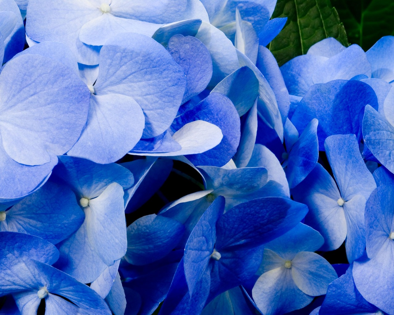 Laden Sie das Blume, Hortensien, Erde/natur-Bild kostenlos auf Ihren PC-Desktop herunter