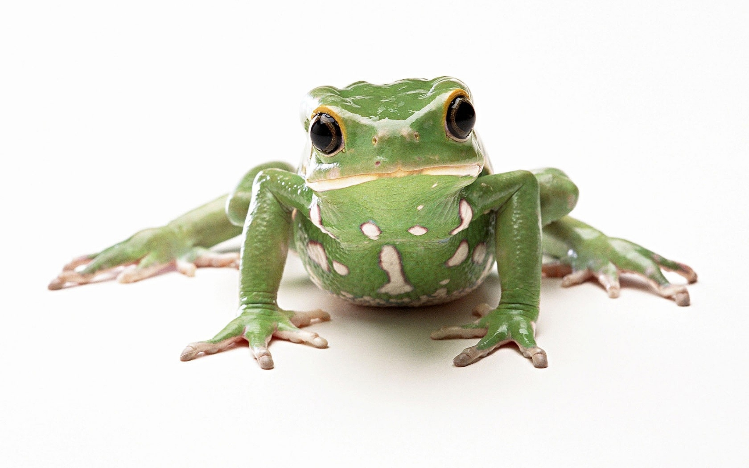 Download mobile wallpaper Frogs, Frog, Animal for free.
