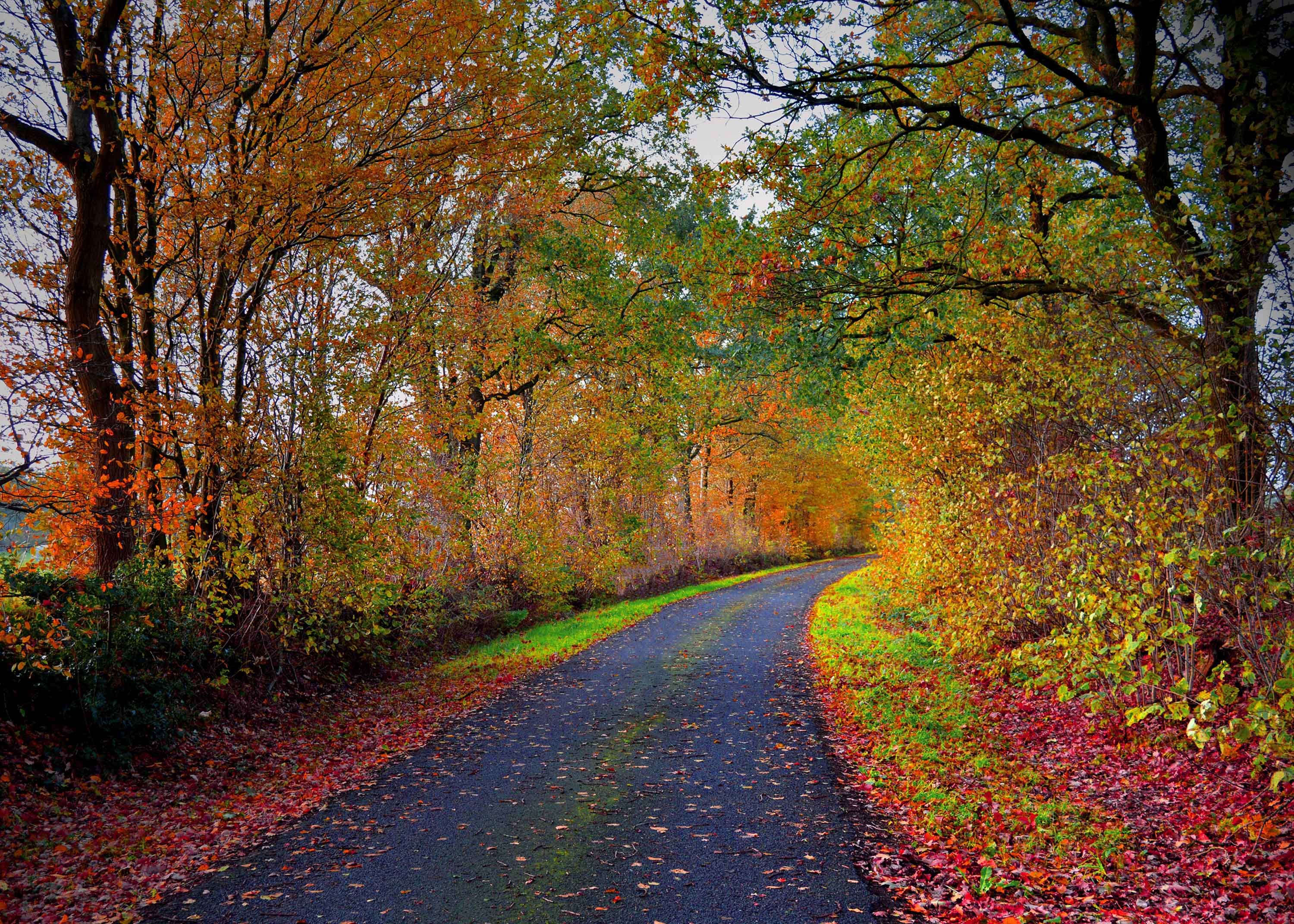 Handy-Wallpaper Straße, Wald, Menschengemacht kostenlos herunterladen.