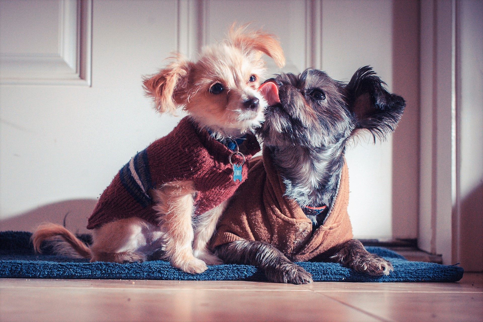 Download mobile wallpaper Dogs, Love, Dog, Animal, Kiss for free.
