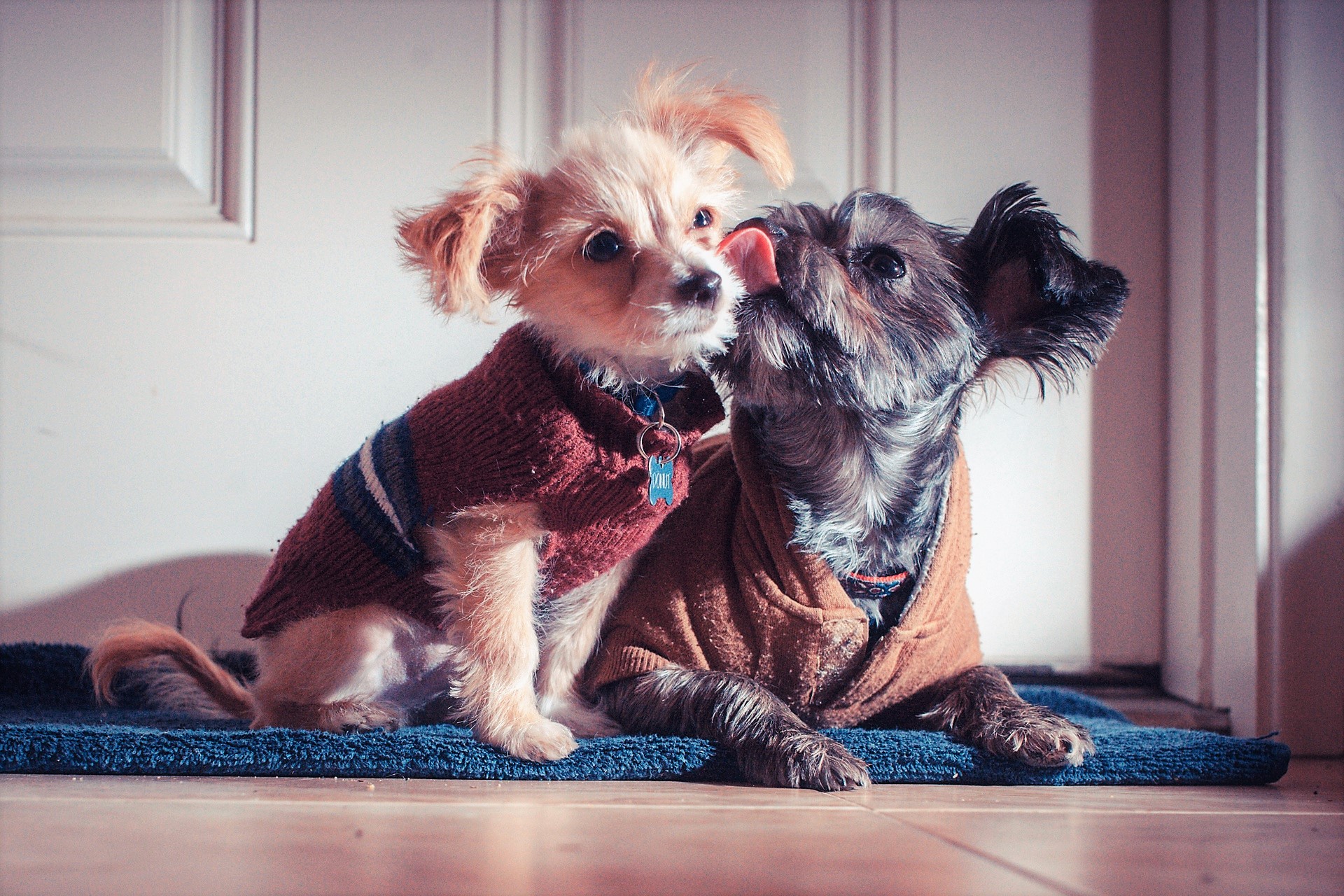 Téléchargez gratuitement l'image Animaux, Chiens, Amour, Chien, Embrasser sur le bureau de votre PC