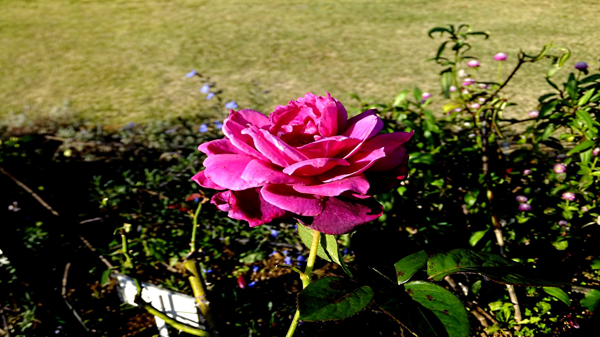 Baixe gratuitamente a imagem Flores, Rosa, Terra/natureza na área de trabalho do seu PC