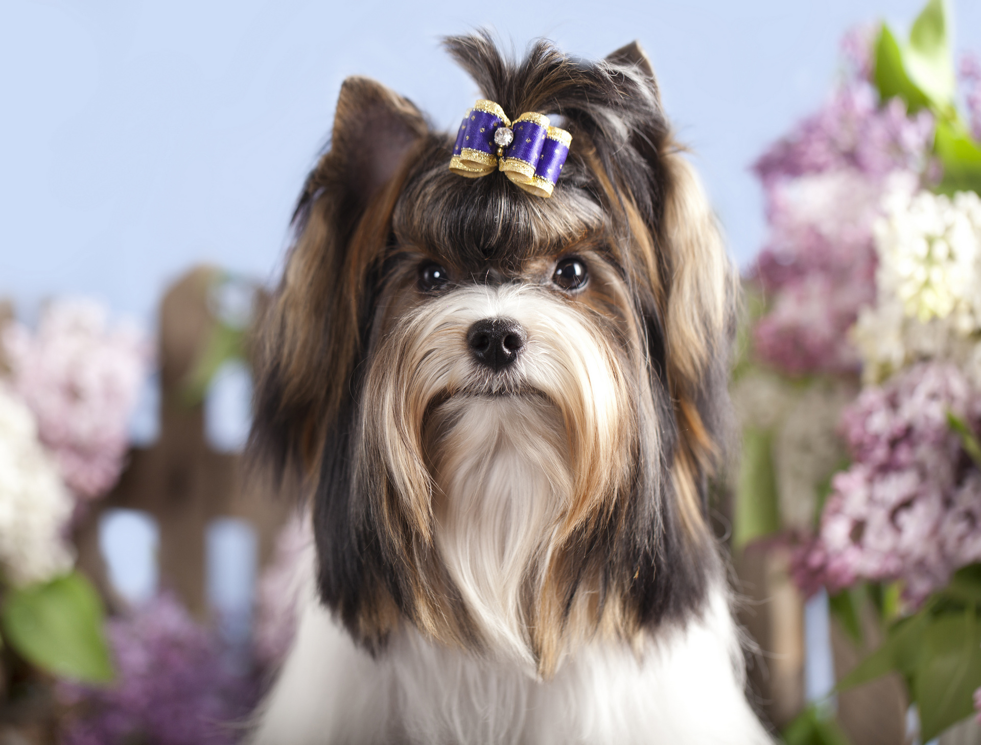 351416 descargar imagen animales, yorkshire terrier, perros: fondos de pantalla y protectores de pantalla gratis