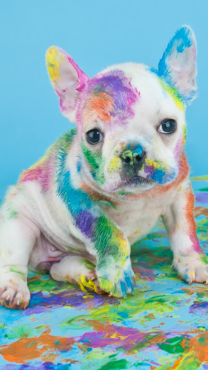 Download mobile wallpaper Dogs, Dog, Paint, Animal, Puppy, Colorful for free.