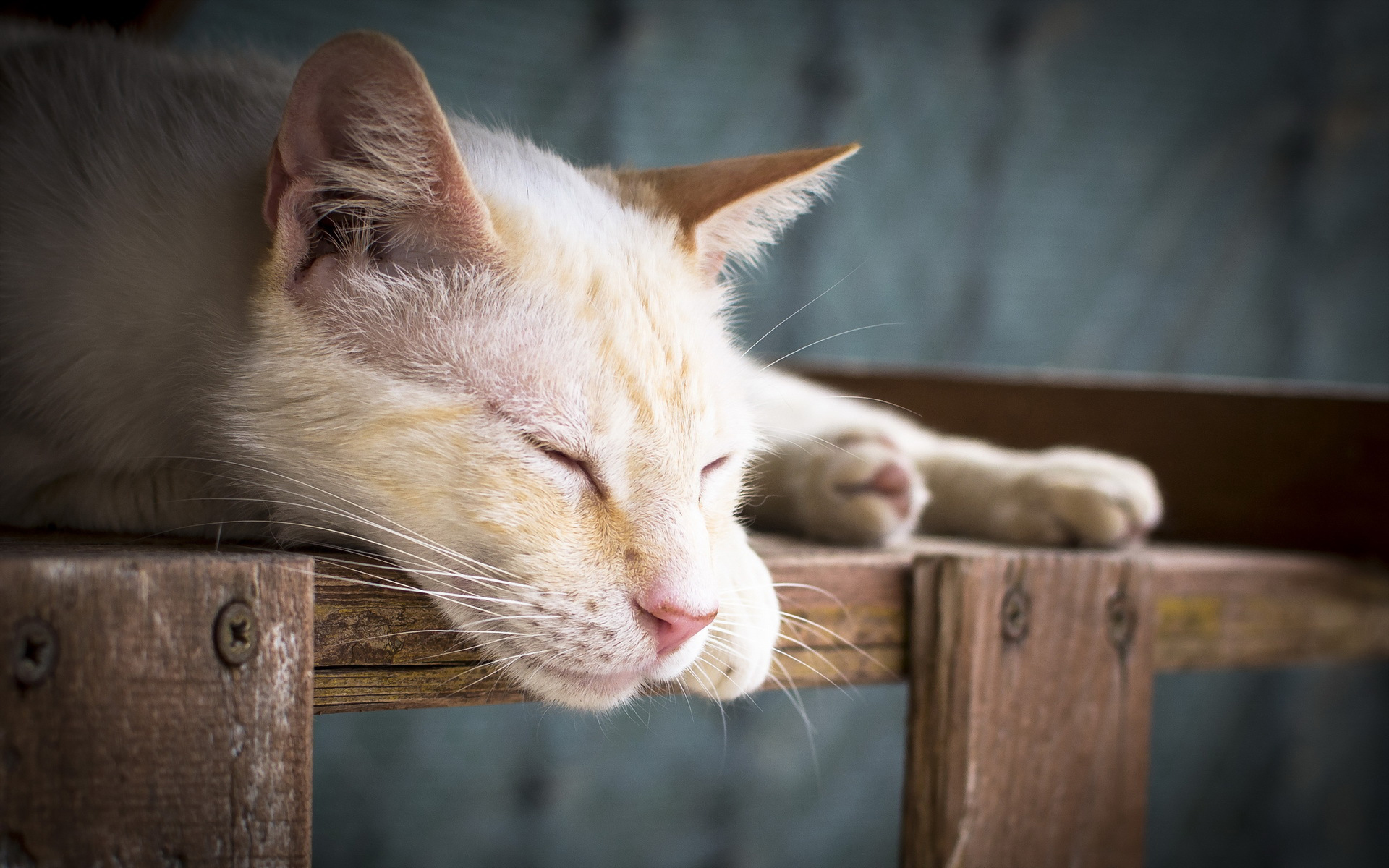 Baixar papel de parede para celular de Gato, Gatos, Animais gratuito.