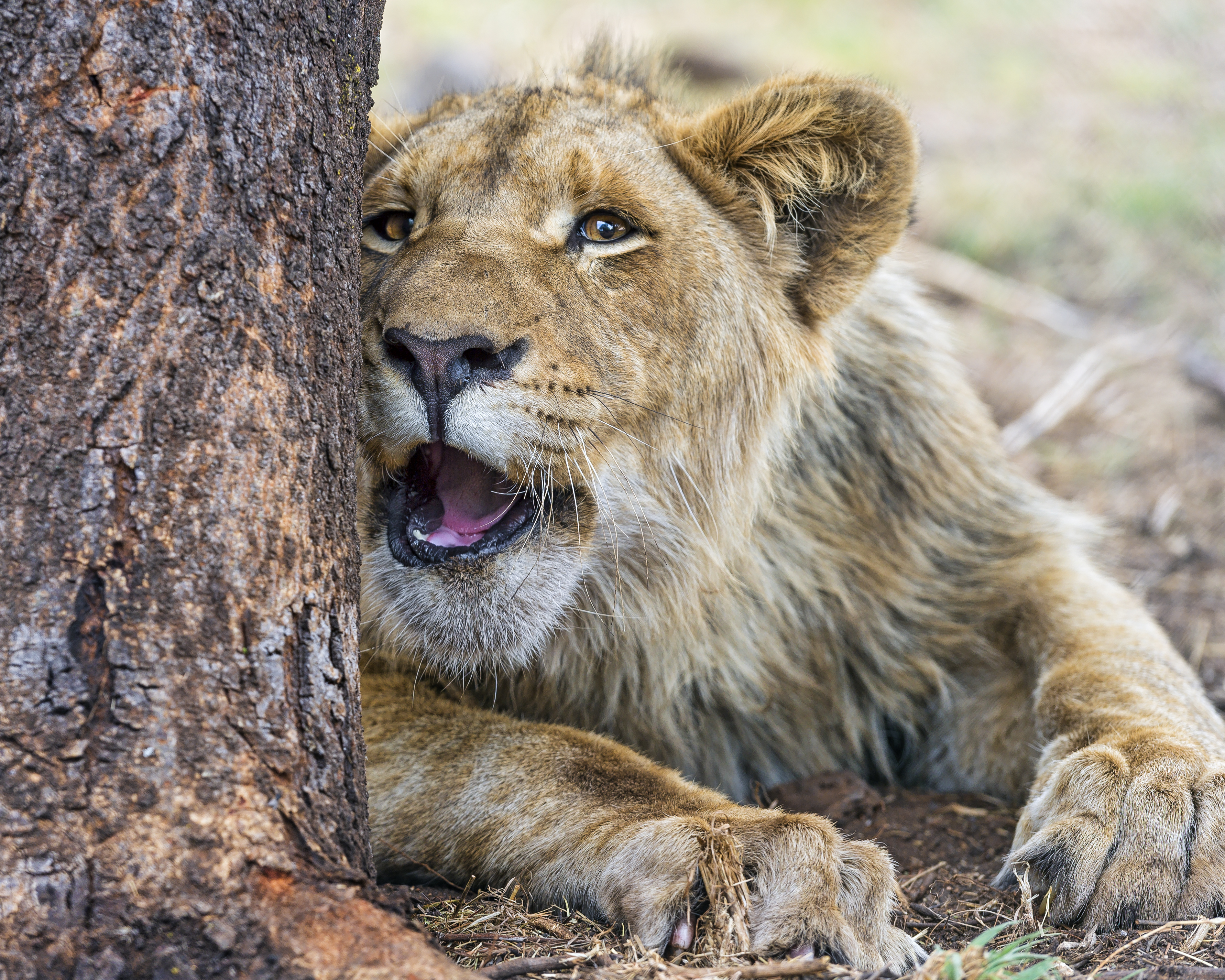 Téléchargez gratuitement l'image Animaux, Chats, Fermer, Lion sur le bureau de votre PC