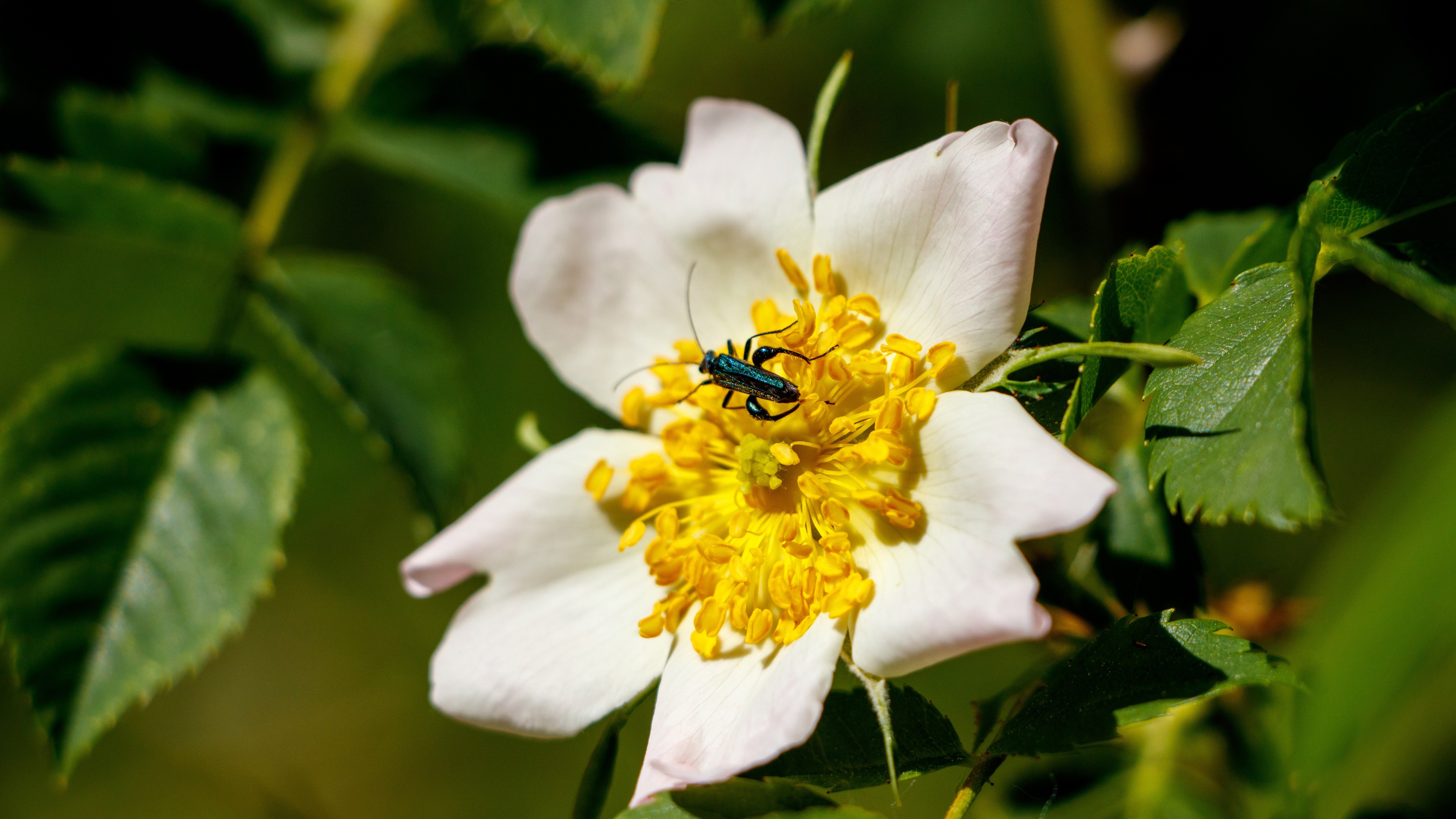 Download mobile wallpaper Flower, Macro, Animal, Beetle for free.