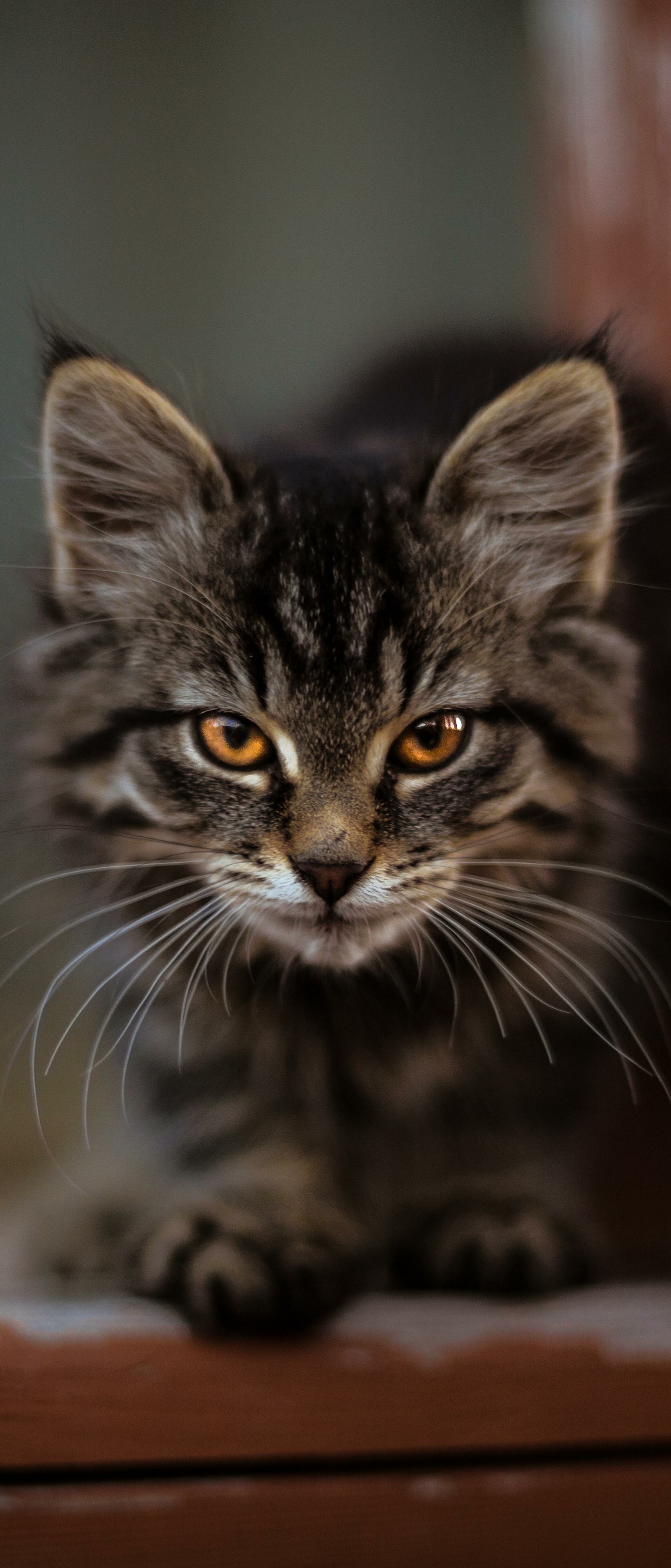 Download mobile wallpaper Cats, Cat, Kitten, Animal, Baby Animal, Stare for free.