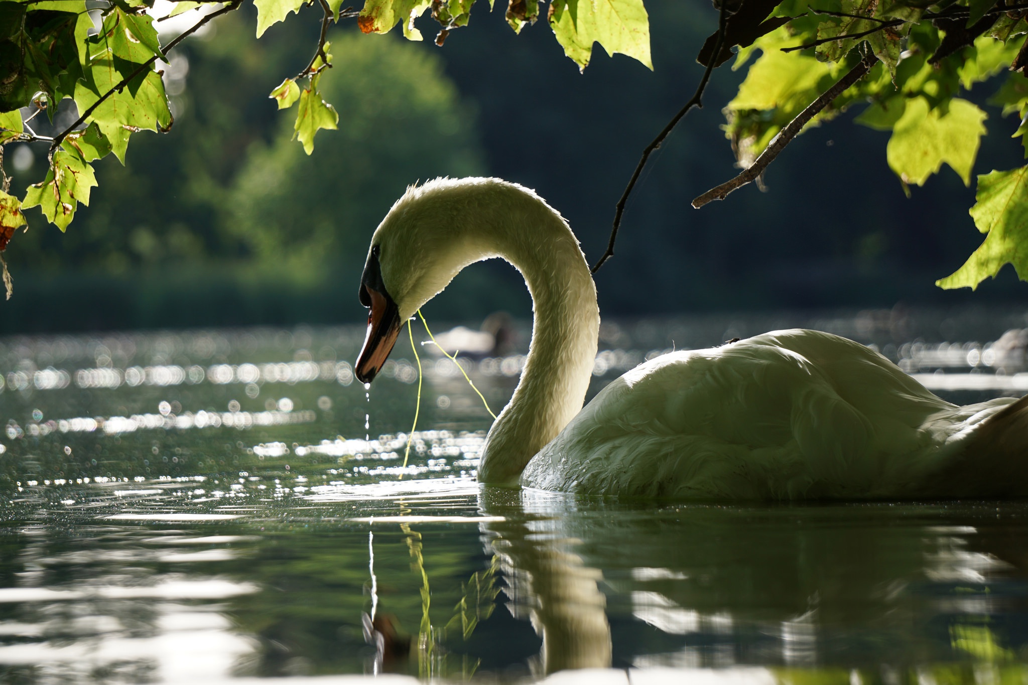 Téléchargez des papiers peints mobile Animaux, Oiseau, Cygne, Des Oiseaux, Réflection, Cygne Tuberculé gratuitement.