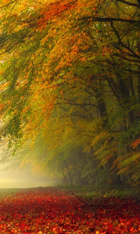 Скачать картинку Природа, Осень, Лес, Дерево, Туман, Лист, Листва, Падать, Земля/природа в телефон бесплатно.