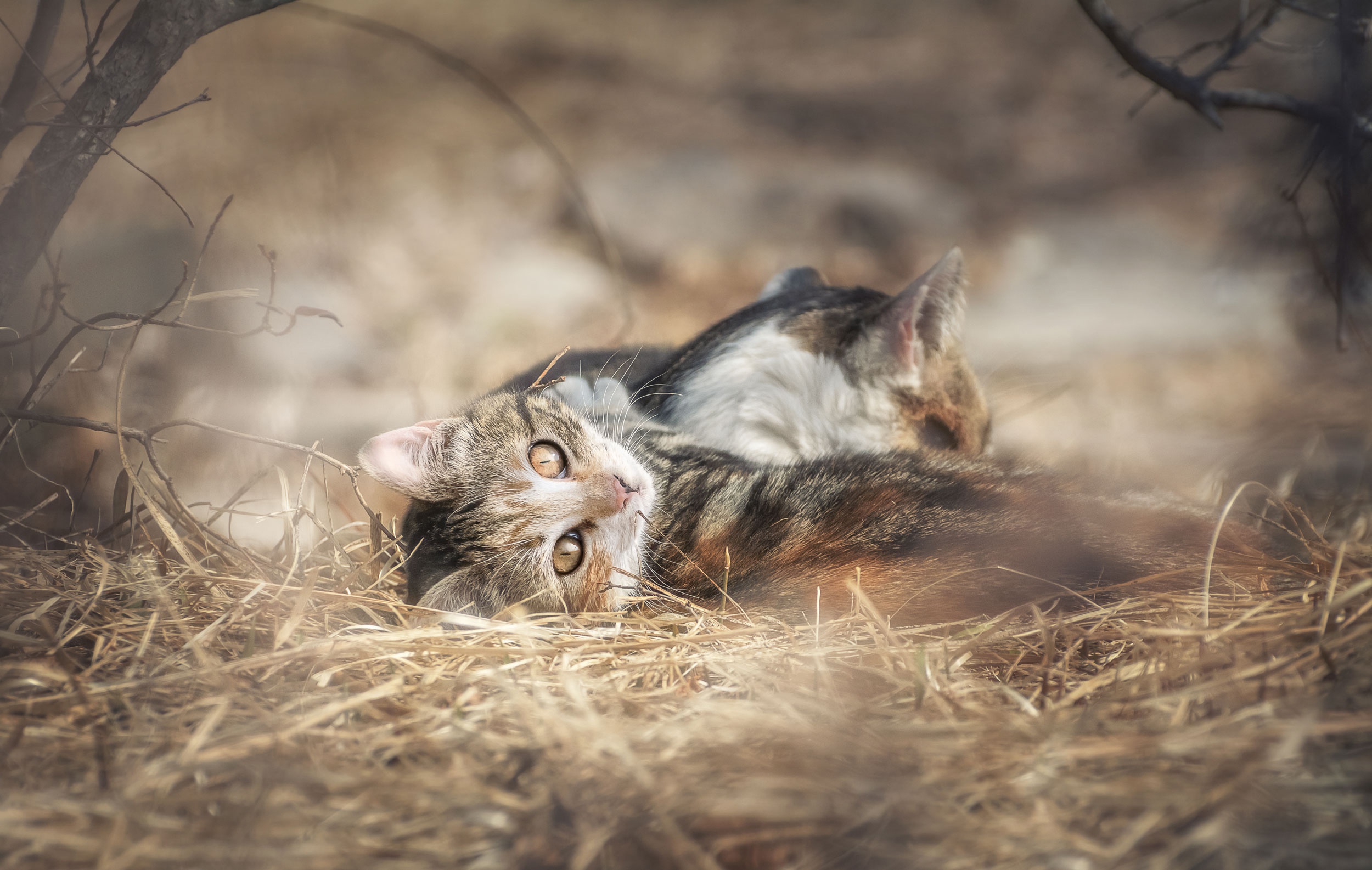 Laden Sie das Tiere, Katzen, Katze-Bild kostenlos auf Ihren PC-Desktop herunter