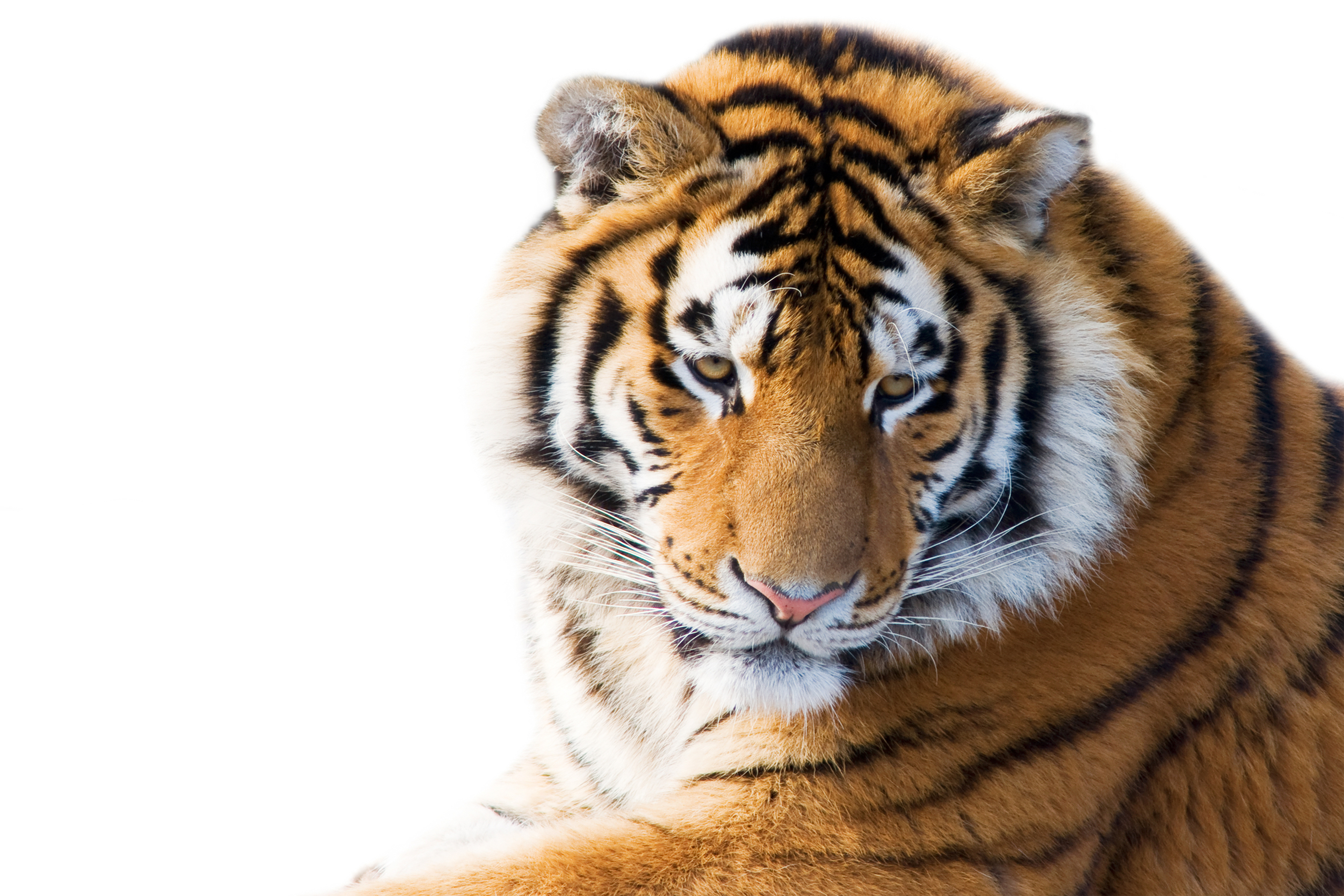 Téléchargez des papiers peints mobile Chats, Animaux, Tigre gratuitement.