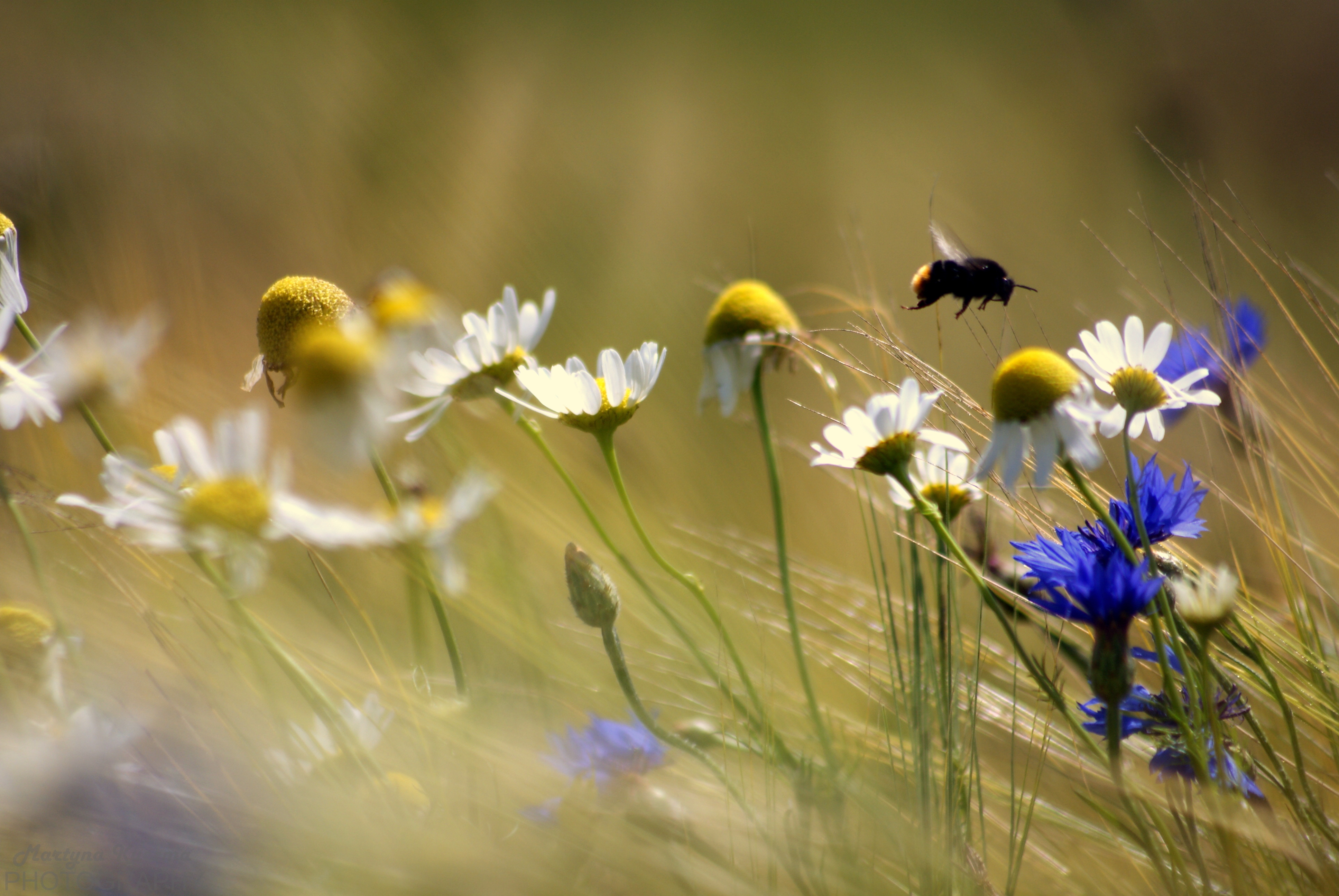 399853 descargar imagen tierra/naturaleza, margarita, abejorro, flor, insecto, naturaleza, flor blanca, flores: fondos de pantalla y protectores de pantalla gratis