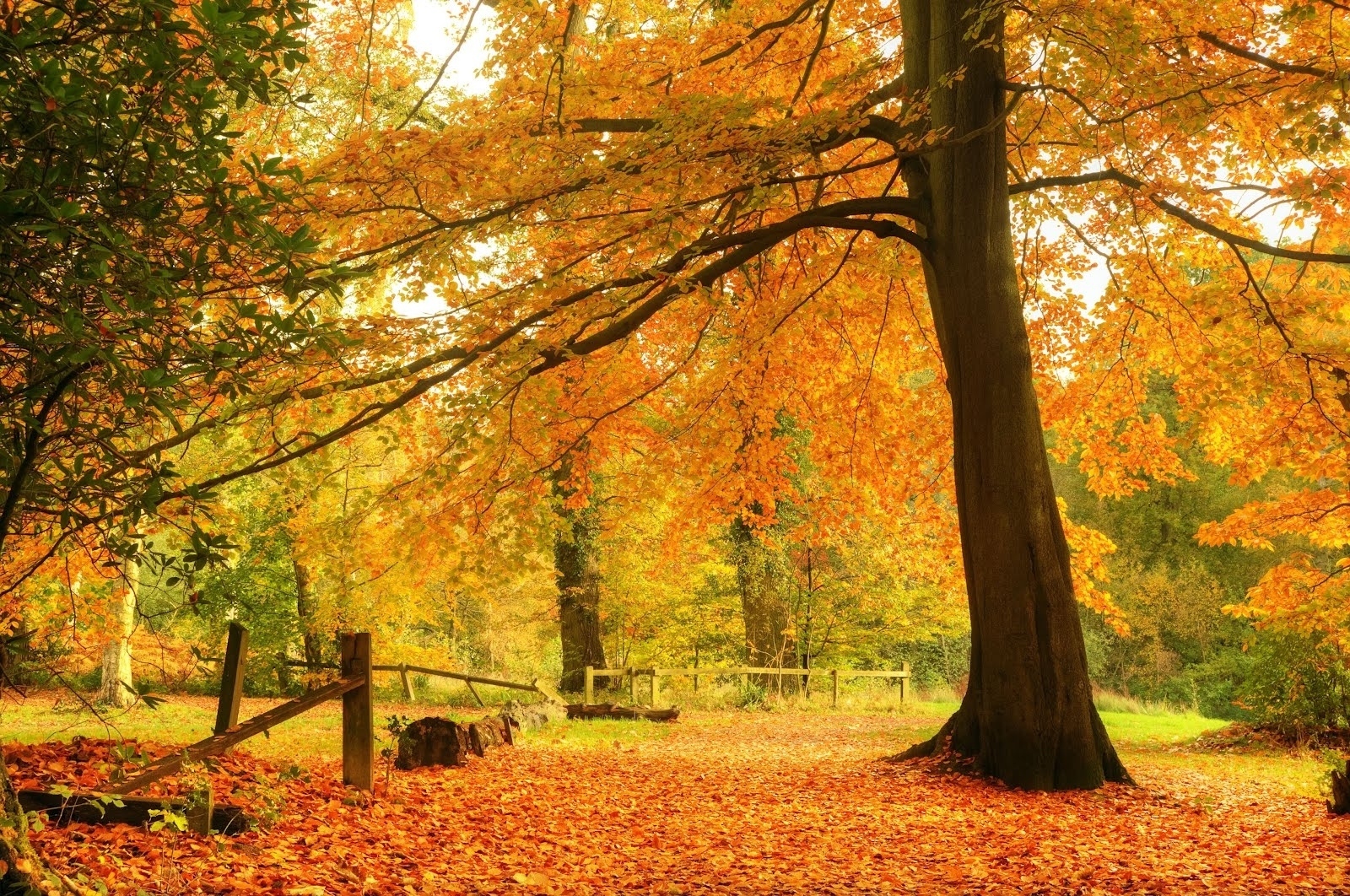 Laden Sie das Natur, Herbst, Wald, Baum, Erde/natur-Bild kostenlos auf Ihren PC-Desktop herunter