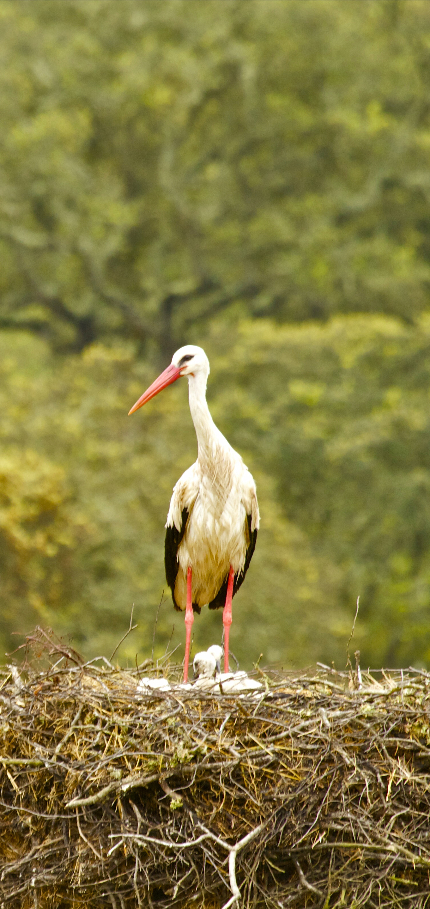 Free download wallpaper Birds, Bird, Animal, Nest, Stork, White Stork on your PC desktop