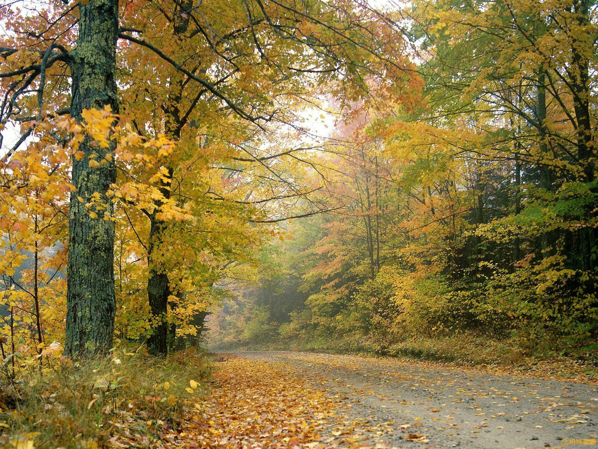 Handy-Wallpaper Natur, Herbst, Wald, Baum, Pfad, Erde/natur kostenlos herunterladen.