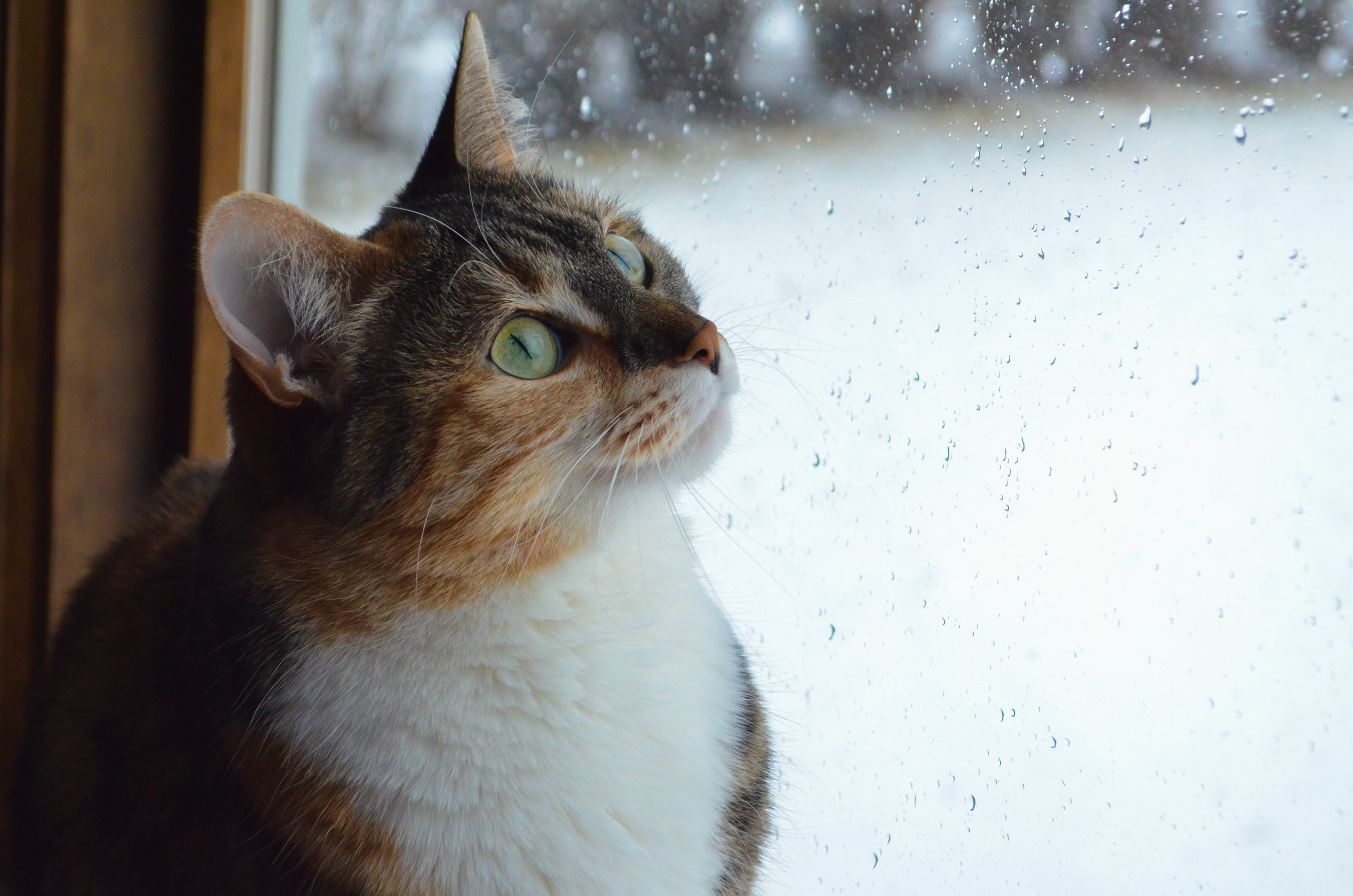 cat, animals, muzzle, window desktop HD wallpaper