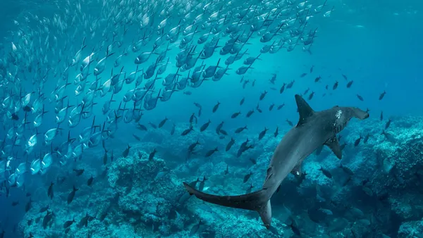 HDデスクトップ 壁紙: 動物, 魚, シュモクザメ, 海洋, 鮫, 魚類ダウンロード無料画像 #470704