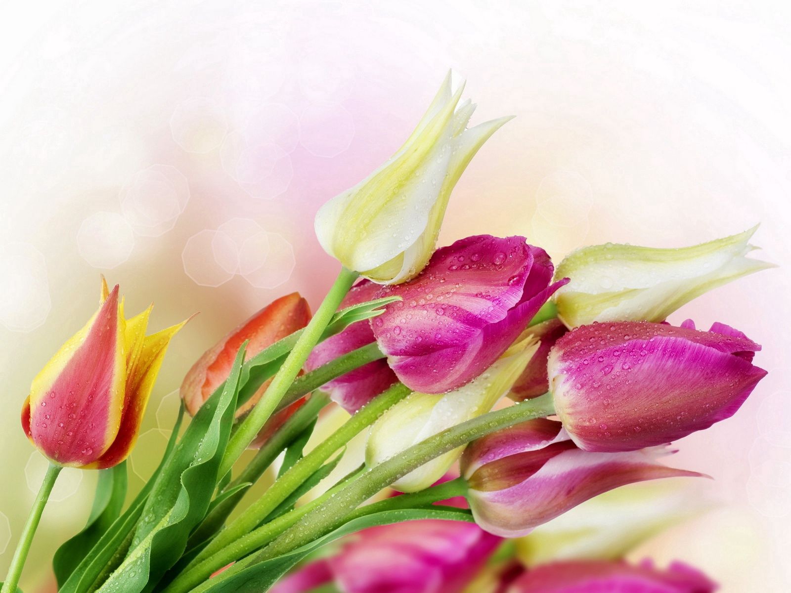 84533 скачать картинку тюльпаны, свежесть, букет, цветы, капли, блики - обои и заставки бесплатно
