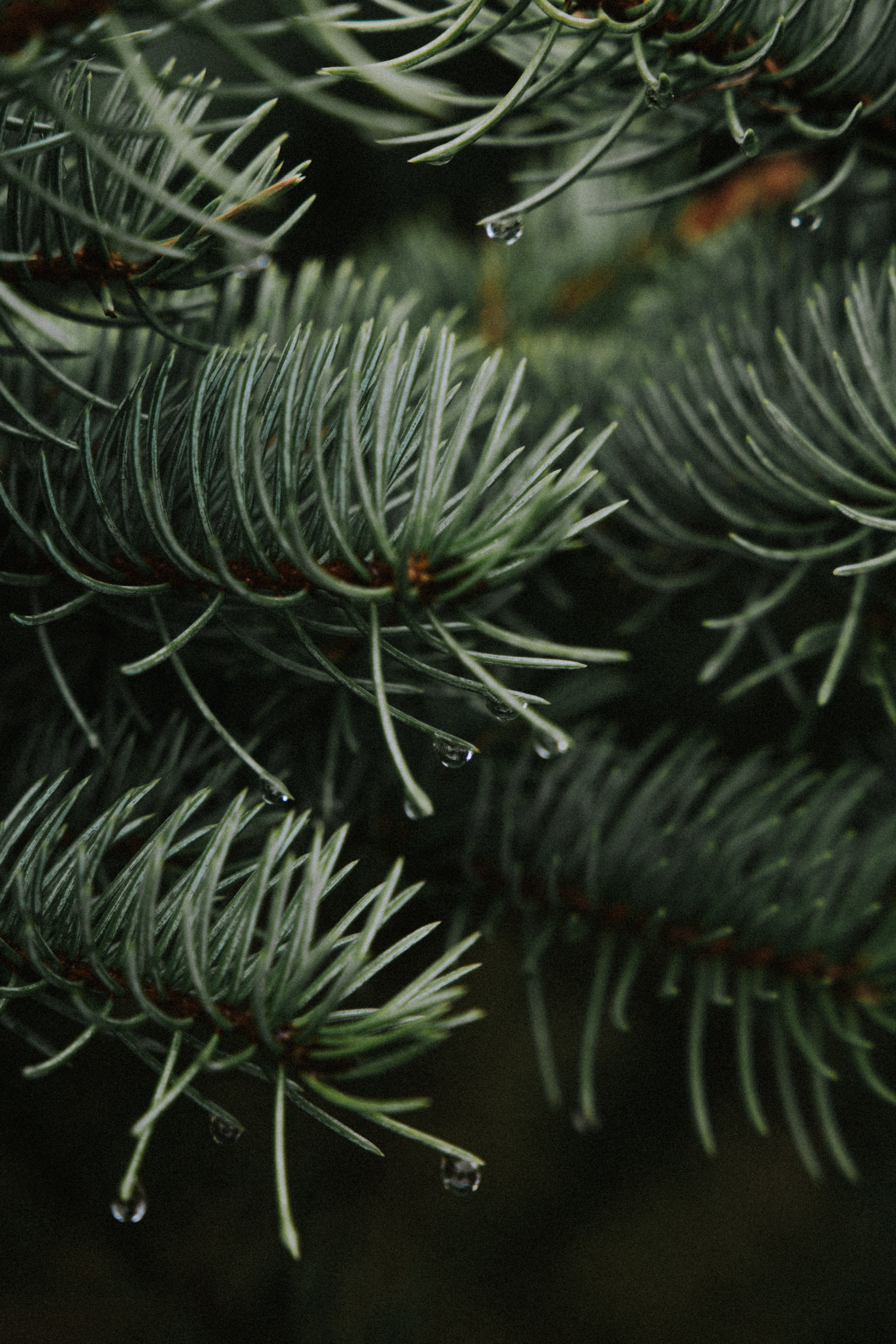 Free download wallpaper Nature, Needle, Drops, Branches, Spruce, Fir on your PC desktop