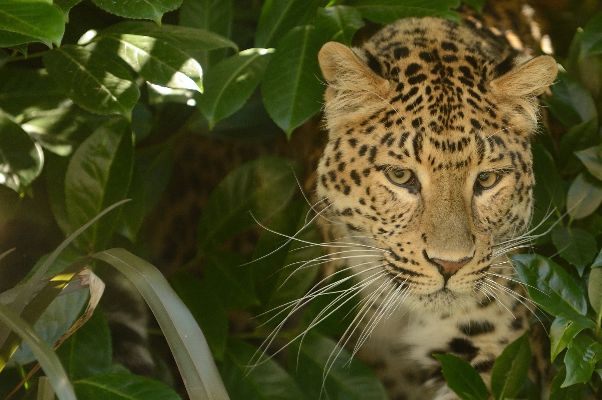 Handy-Wallpaper Leopard, Schnauze, Predator, Raubtier, Tiere, Katze kostenlos herunterladen.