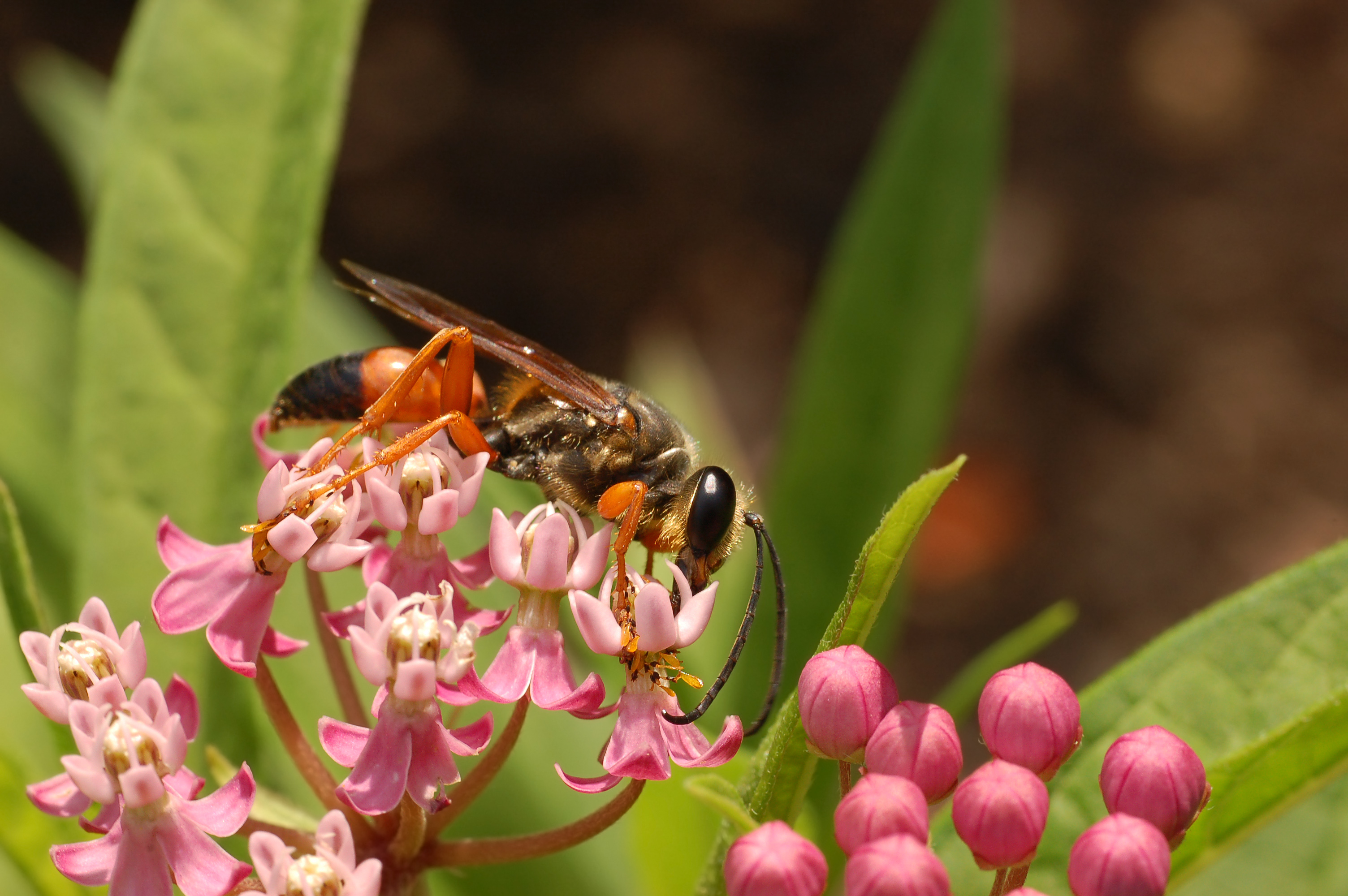 Download mobile wallpaper Insects, Flower, Animal, Wasp, Great Golden Digger Wasp for free.