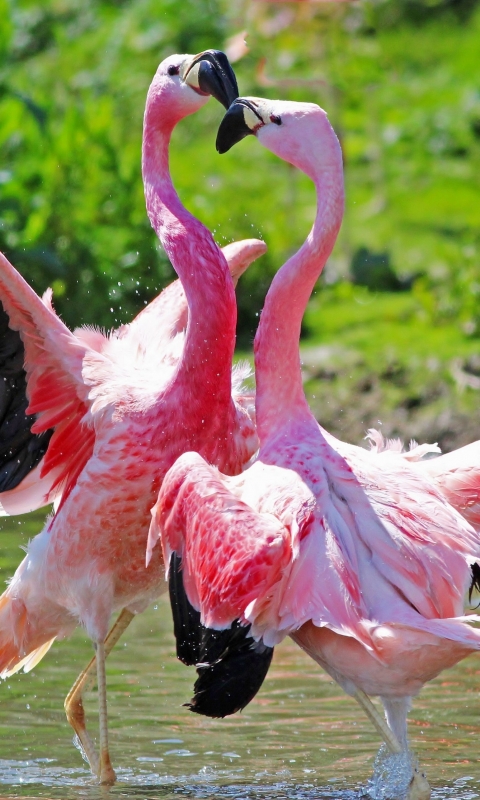 Handy-Wallpaper Tiere, Vögel, Flamingo kostenlos herunterladen.