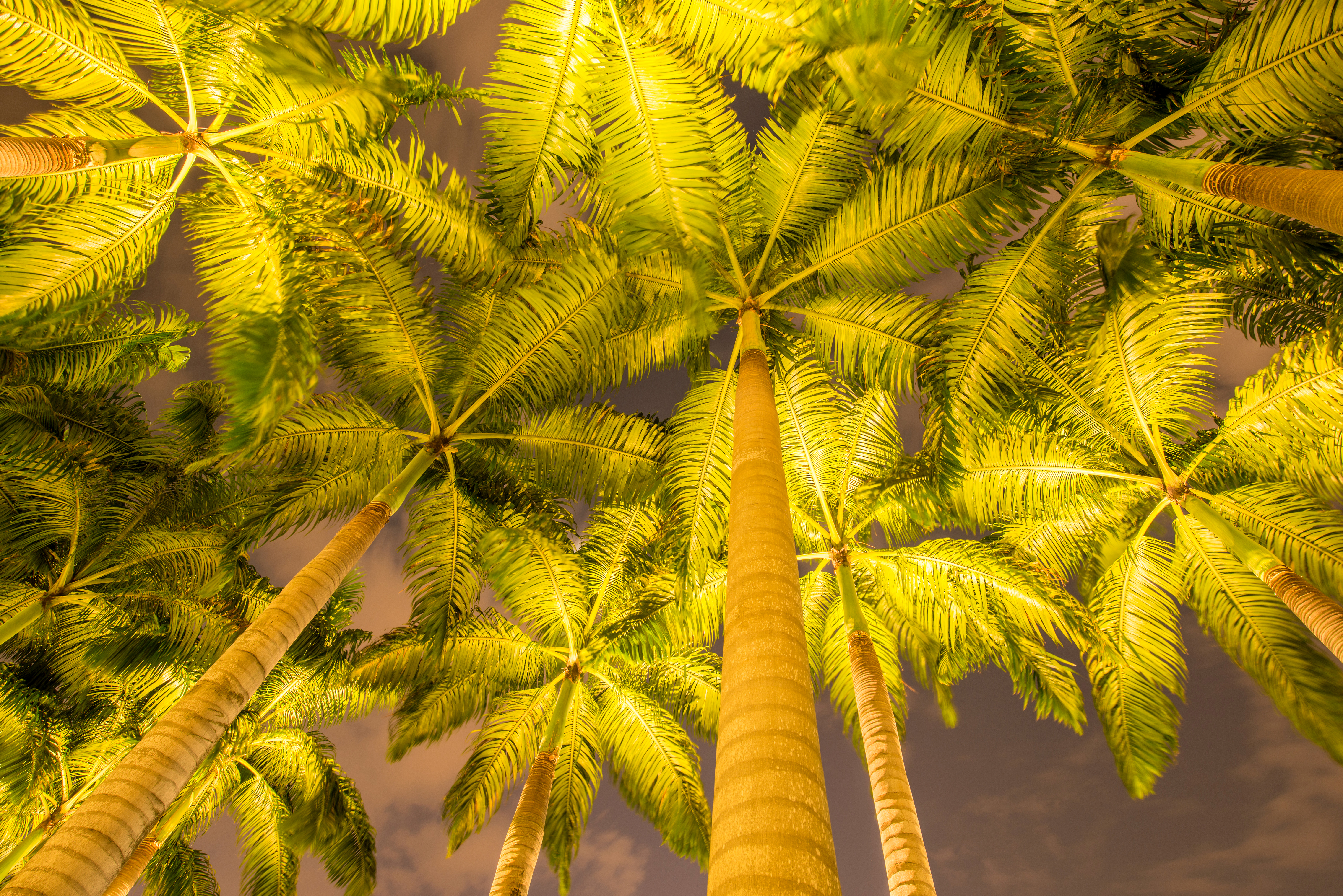 Скачать картинку Пальма, Тропический, Земля/природа, Верхушки Деревьев в телефон бесплатно.