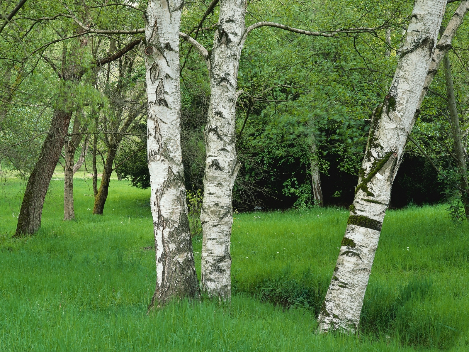 Handy-Wallpaper Landschaft, Bäume kostenlos herunterladen.