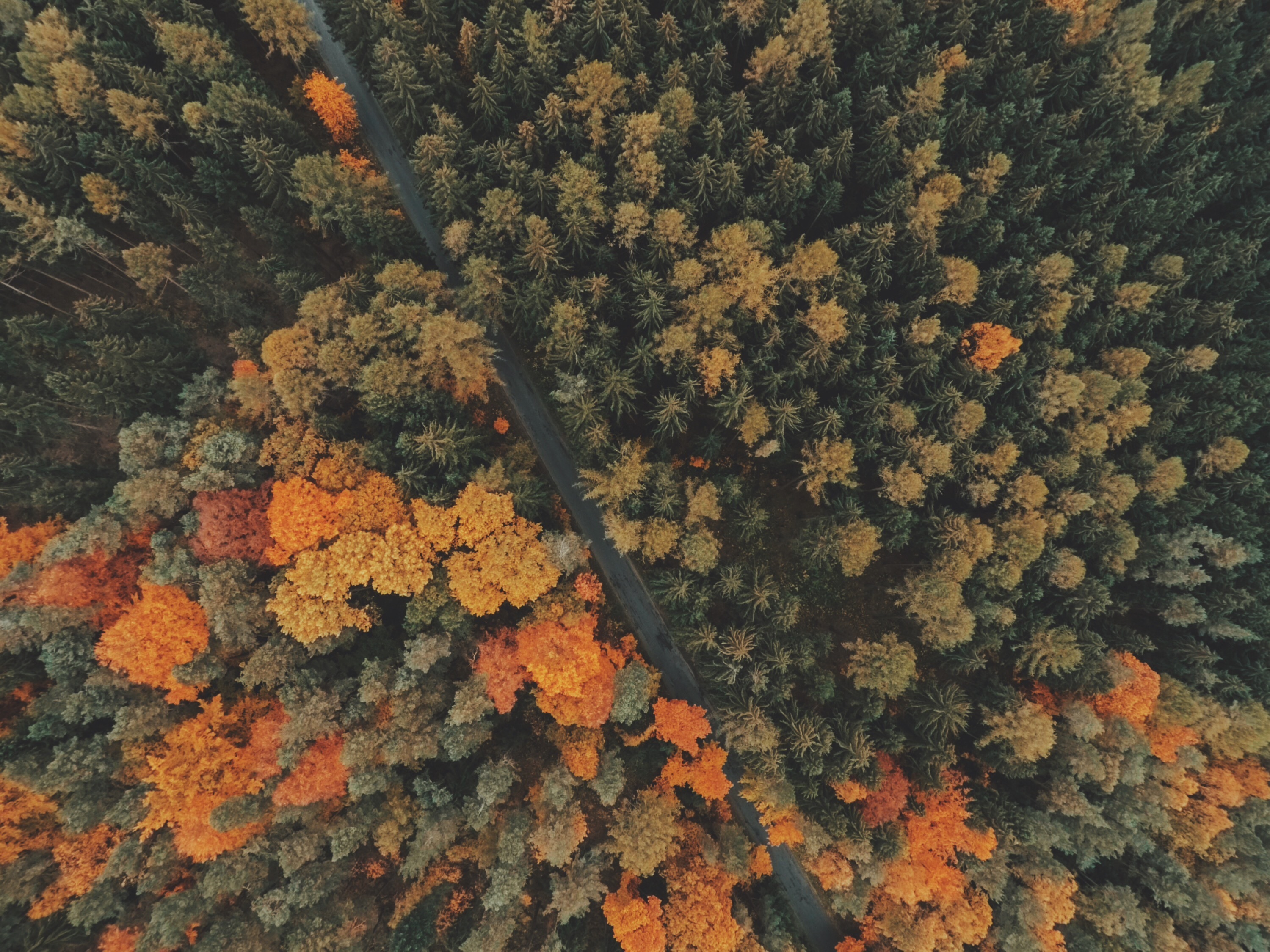 Download mobile wallpaper Forest, Trees, View From Above, Nature for free.
