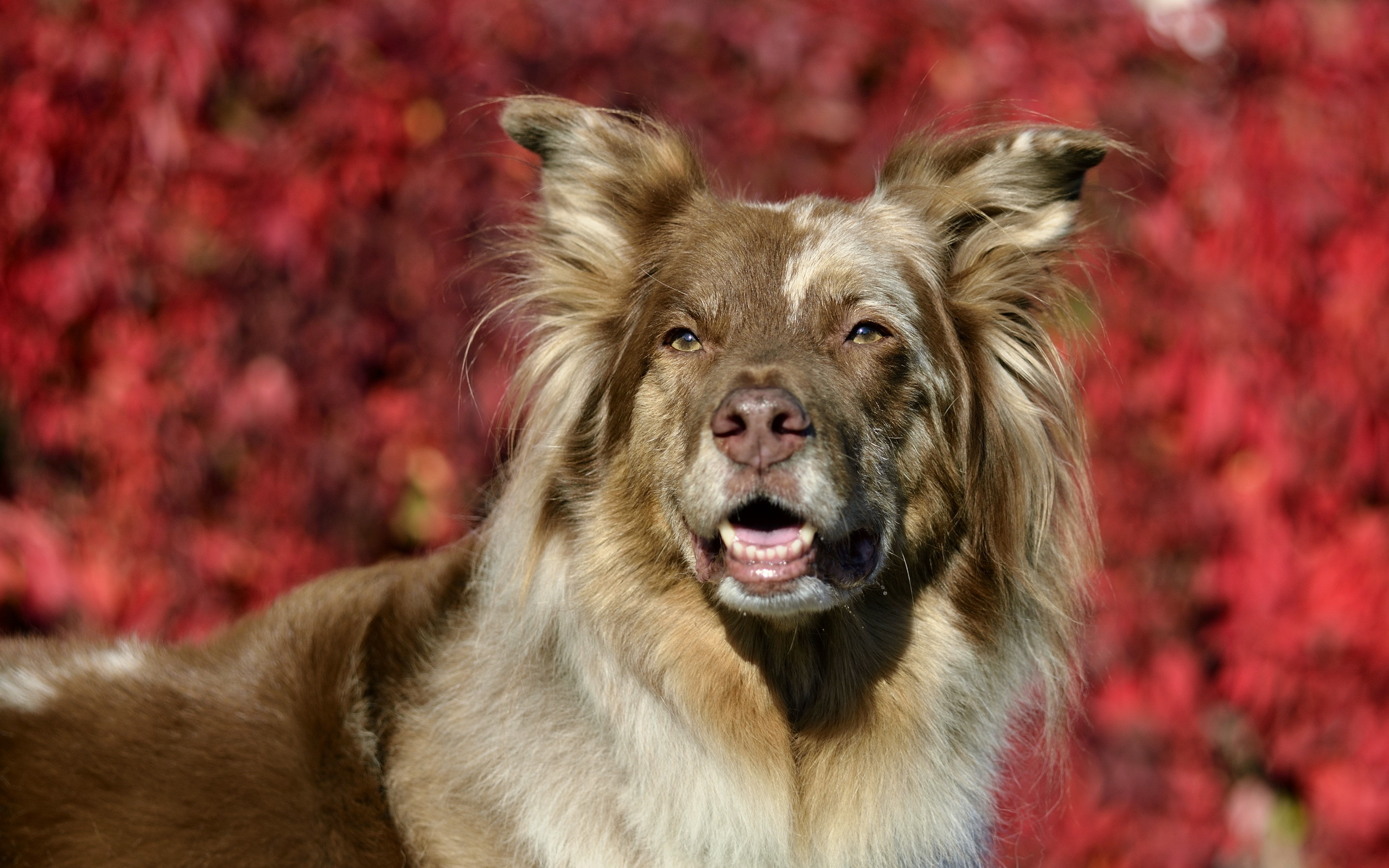 Baixar papel de parede para celular de Animais, Cães, Cão gratuito.