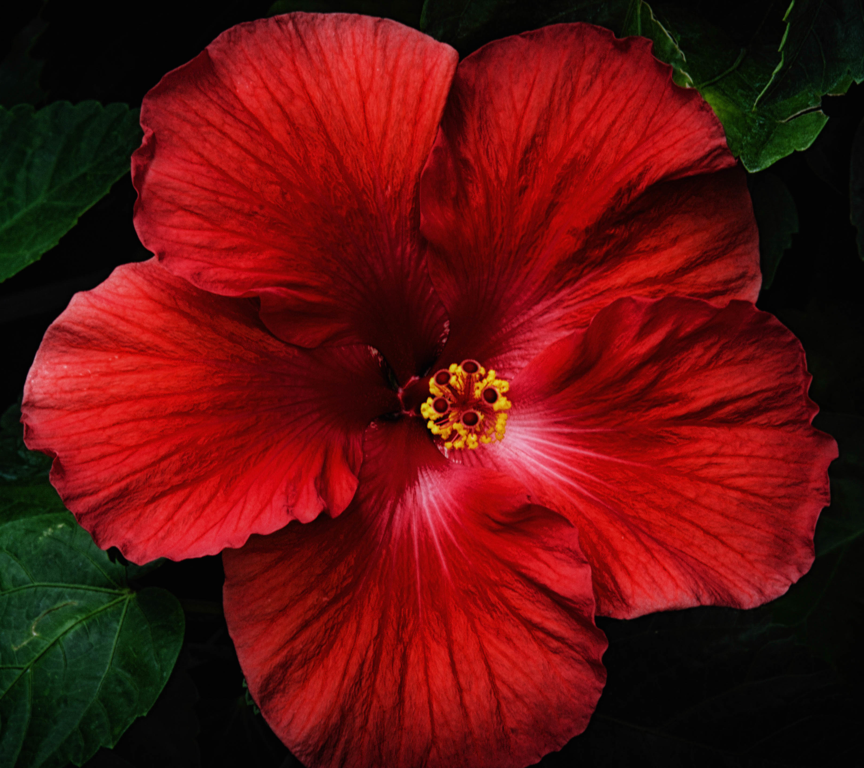 Laden Sie das Blumen, Blume, Erde, Nahansicht, Hibiskus, Rote Blume, Erde/natur-Bild kostenlos auf Ihren PC-Desktop herunter