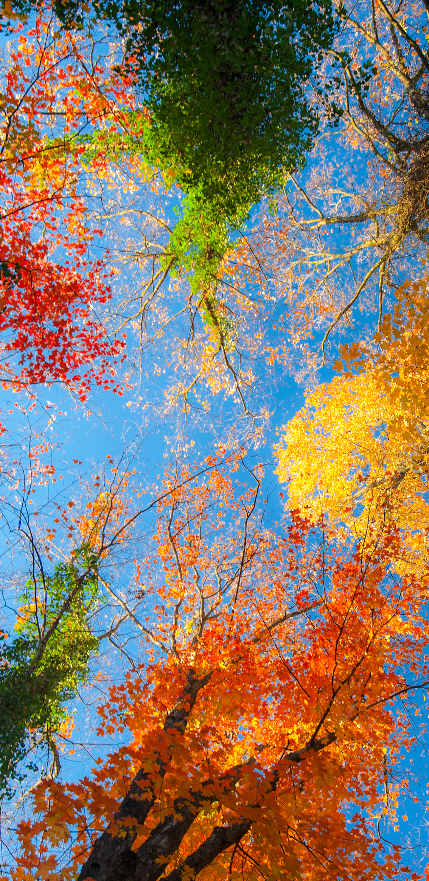 Handy-Wallpaper Natur, Herbst, Baum, Erde/natur, Baumwipfel kostenlos herunterladen.