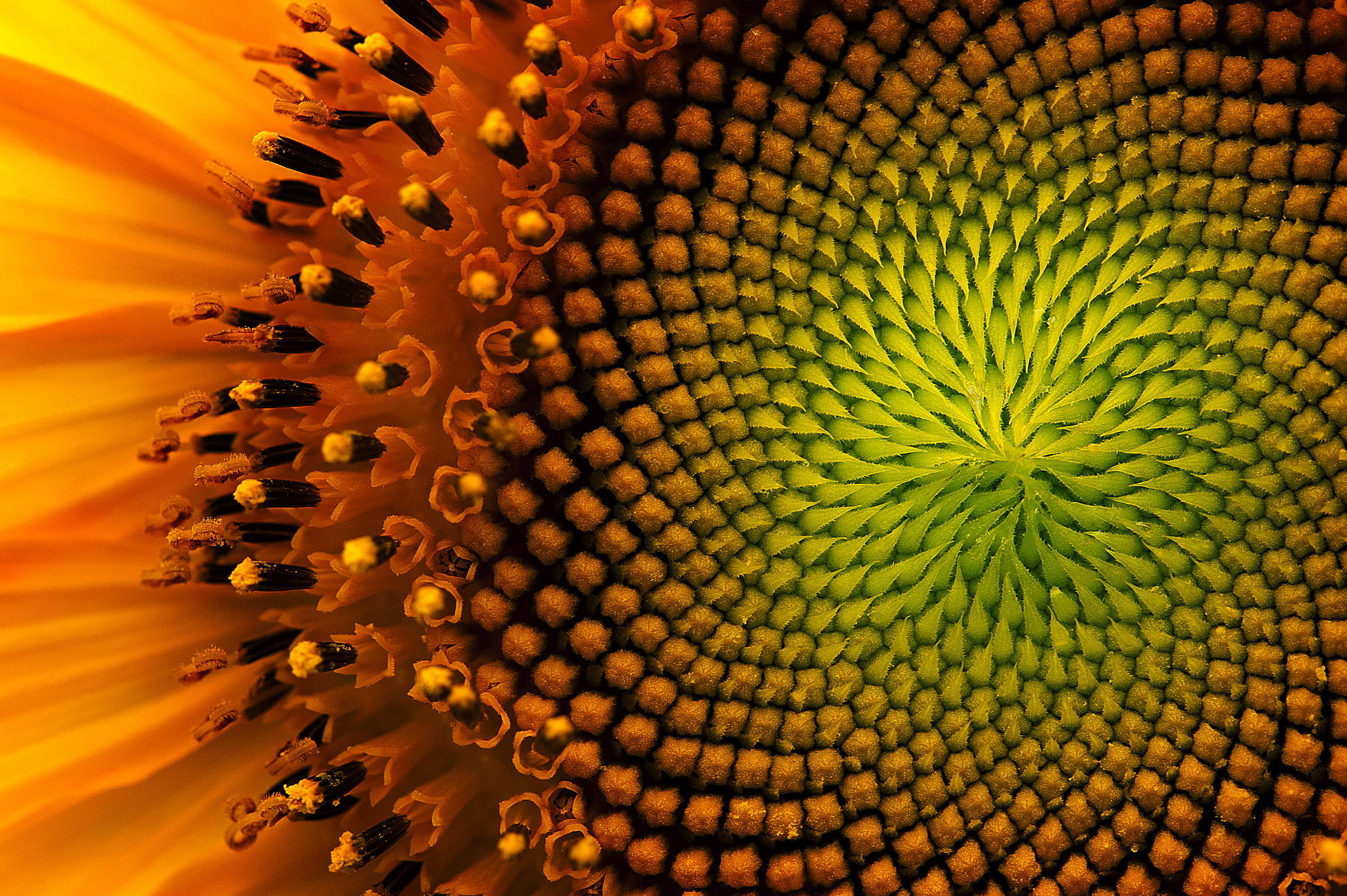 Free download wallpaper Sunflower, Flowers, Earth on your PC desktop