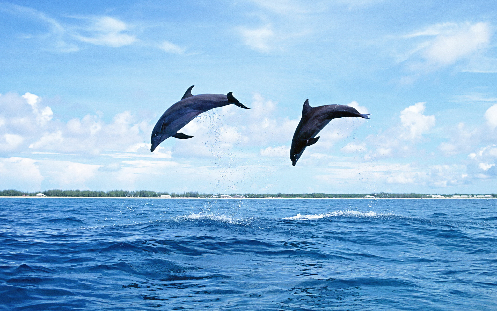 535765 baixar papel de parede animais, golfinho - protetores de tela e imagens gratuitamente