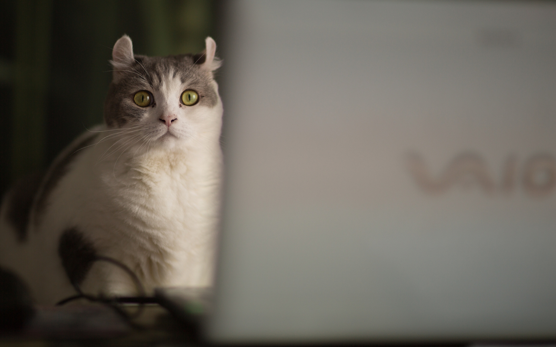 Baixe gratuitamente a imagem Animais, Gatos, Gato na área de trabalho do seu PC