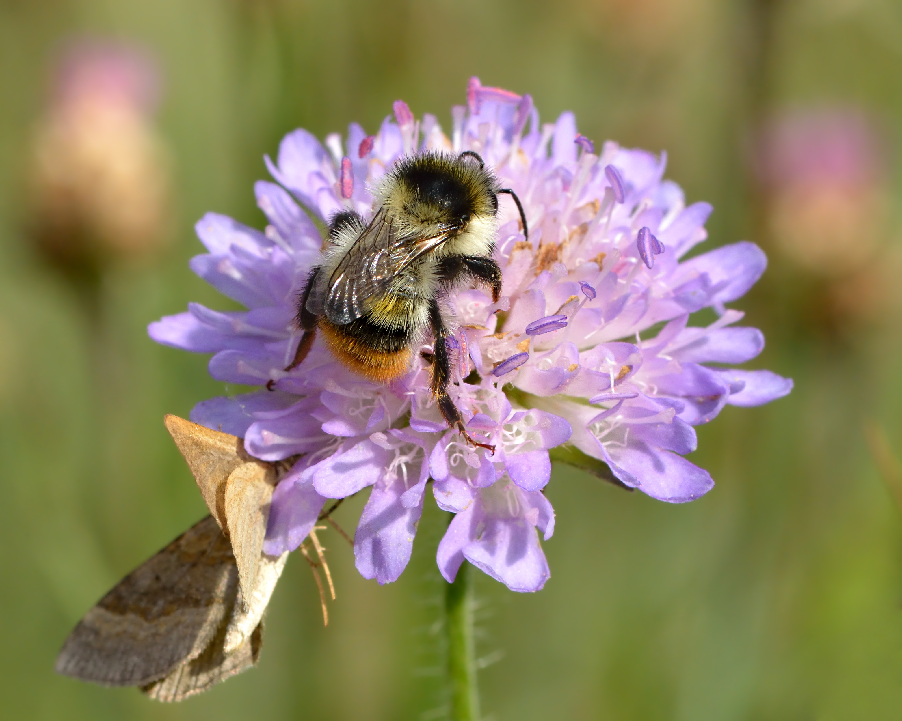 Laden Sie das Tiere, Insekten, Blume, Biene, Schrille Carder Bee-Bild kostenlos auf Ihren PC-Desktop herunter