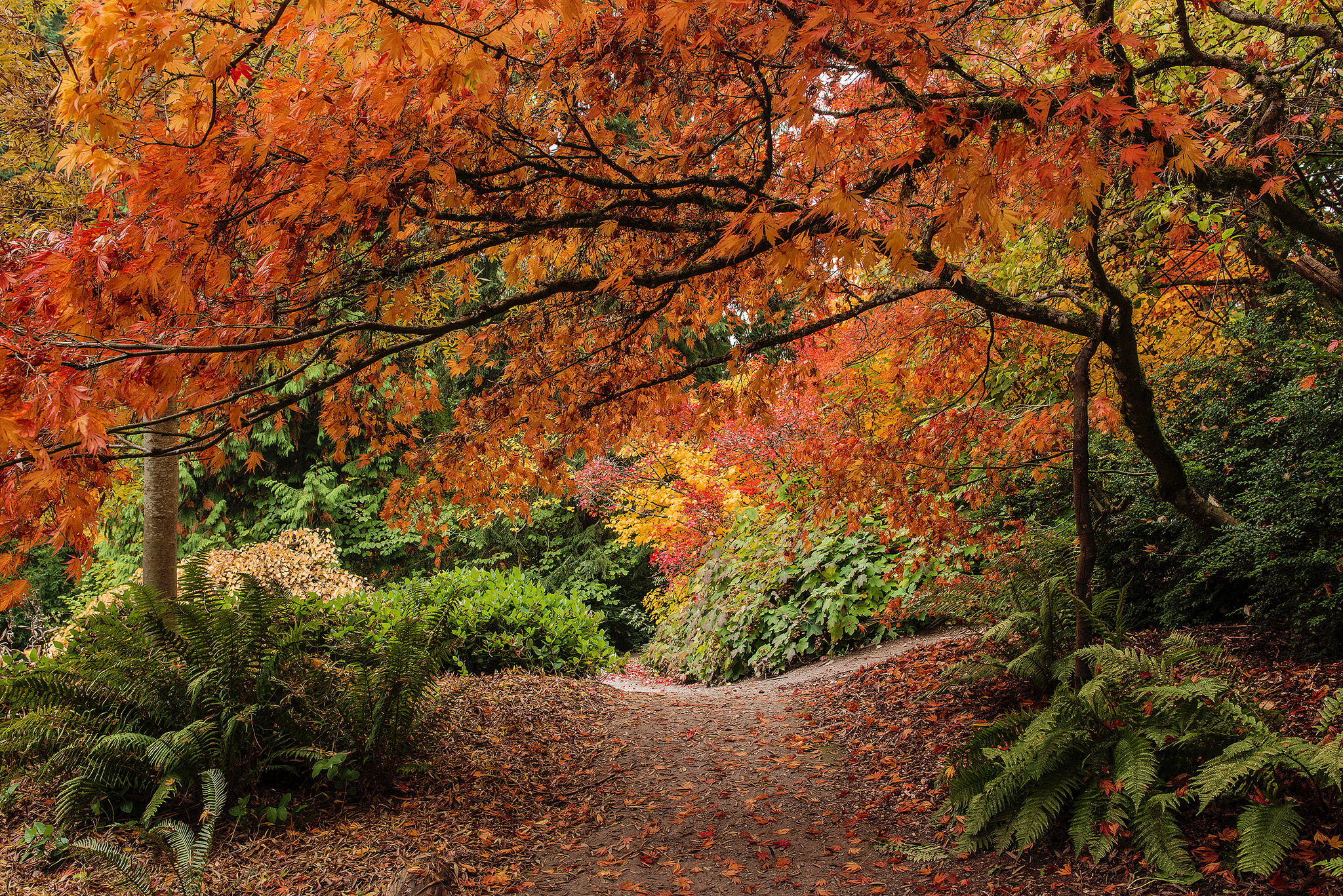 PCデスクトップに木, 秋, シダ, 道, 森, 地球画像を無料でダウンロード